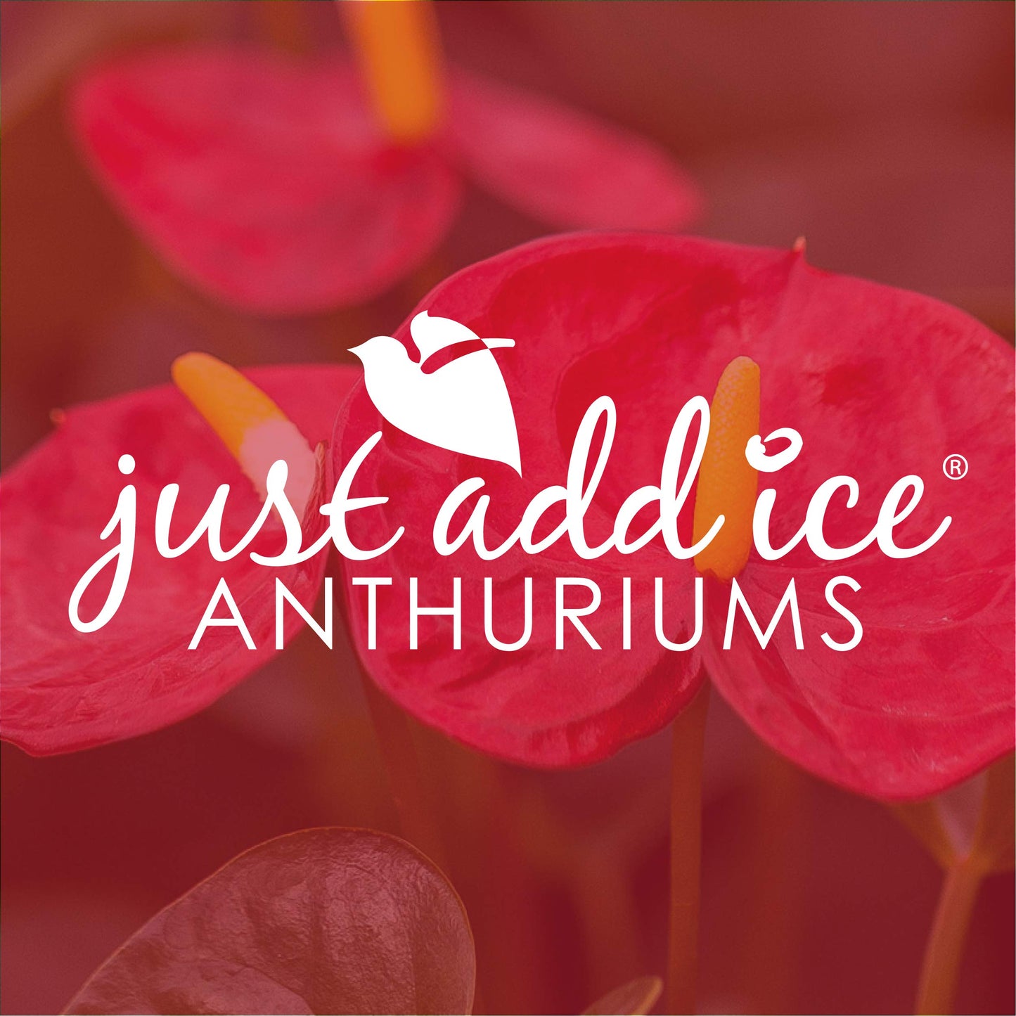 Just Add Ice JAI260 Anthurium Easy Care Live Plants, 5” Diameter, Red