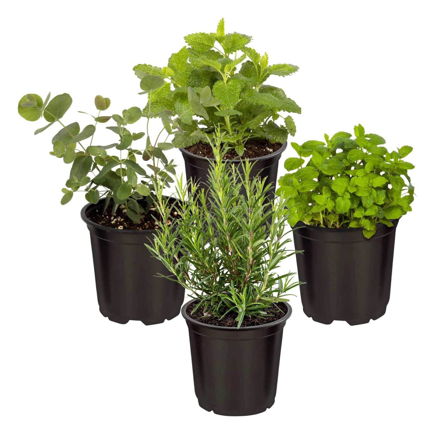 Live Aromatic and Edible Herbs - Assorted Varieties (4 Per Pack) - Lemon Verbena, Eucalyptus, Mint, Lemon Balm - 6" Tall by 3" Wide in 1 Pint Pot