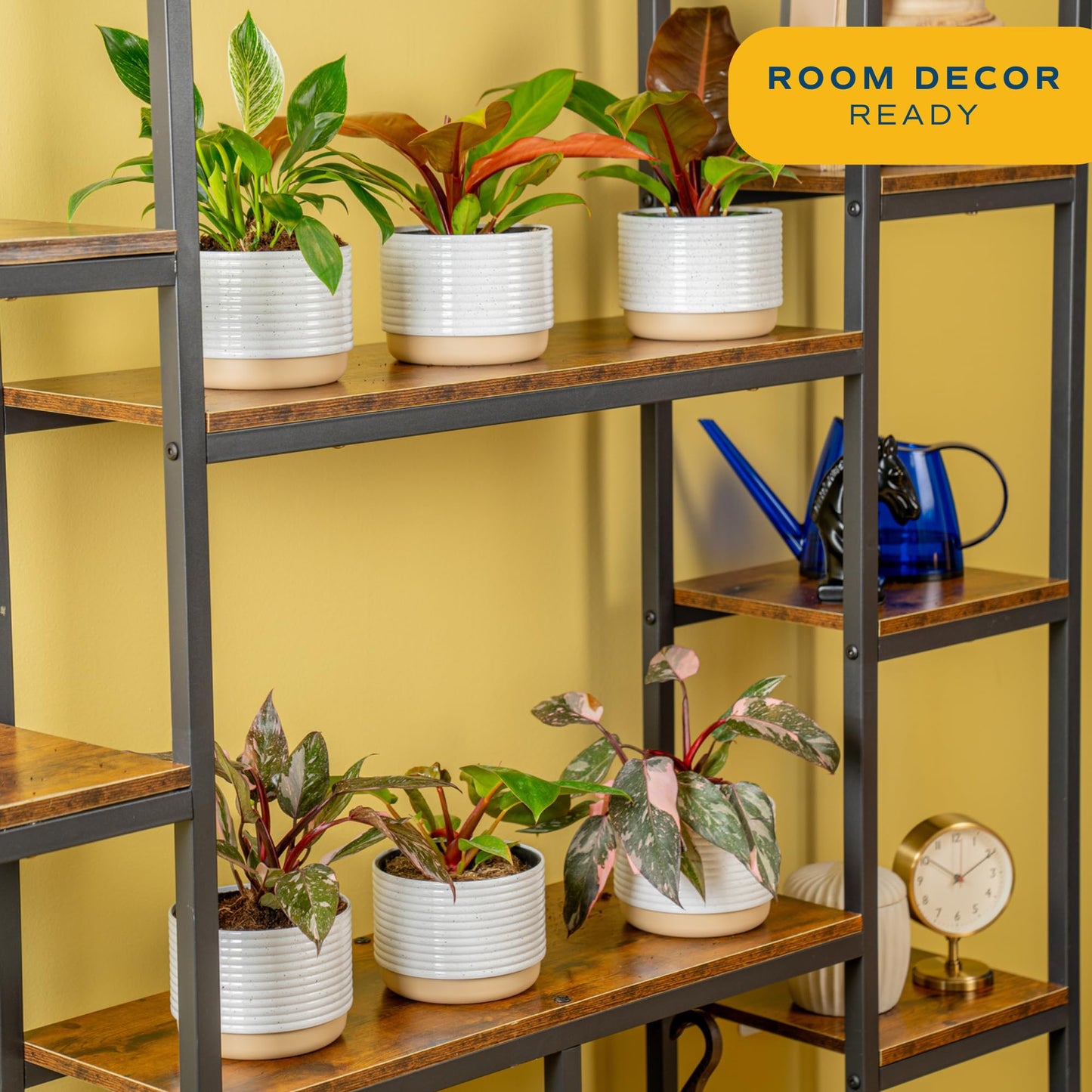 Costa Farms Philodendron Live Plants (Pack of 6), Easy to Grow Indoor Houseplants, Grower's Choice Collection, Potted in Minimal Decor Plant Pots, Potting Soil, Housewarming Gift, Home and Room Decor