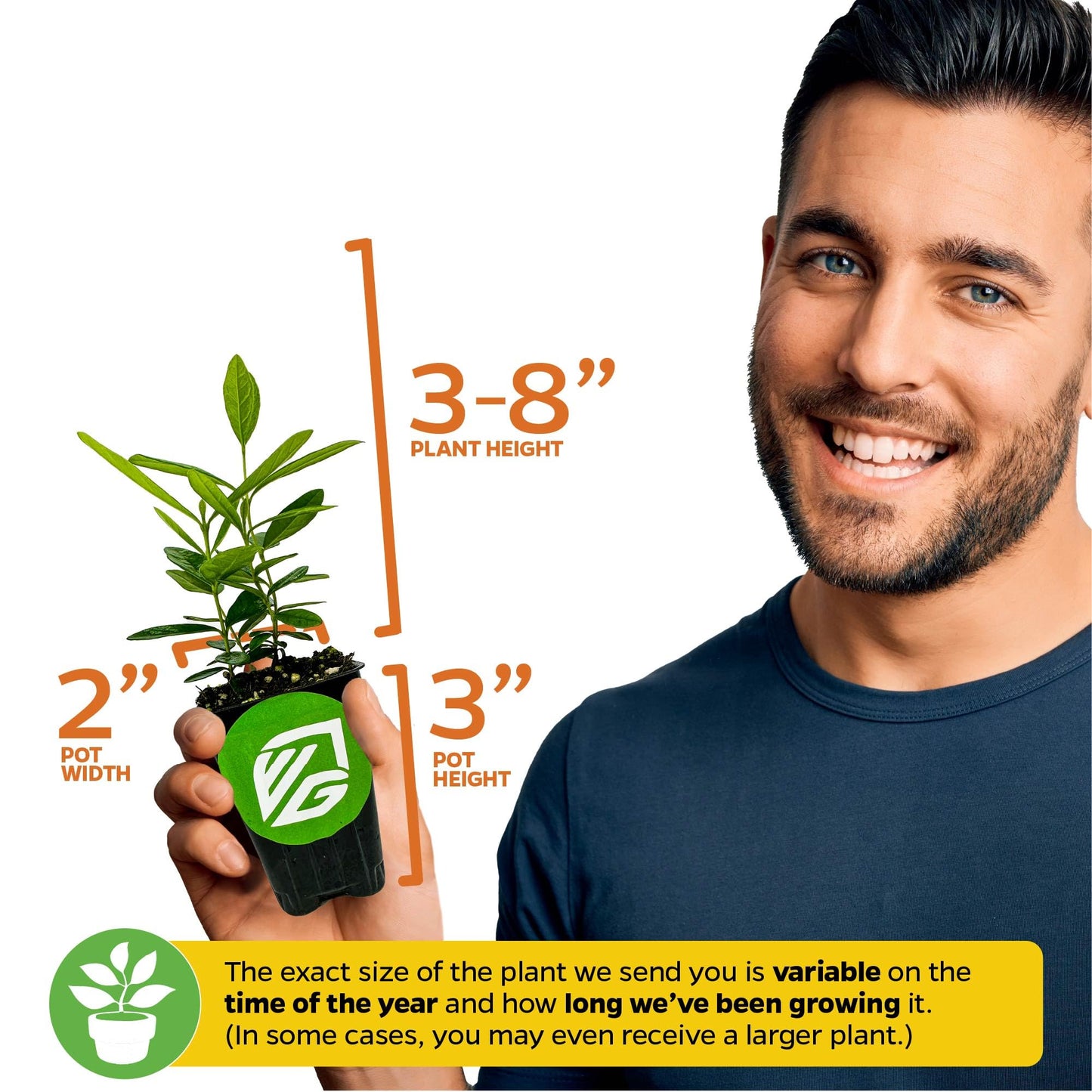 Night Blooming Jasmine Live Plant - Cestrum nocturnum - Wellspring Gardens Starter Plant