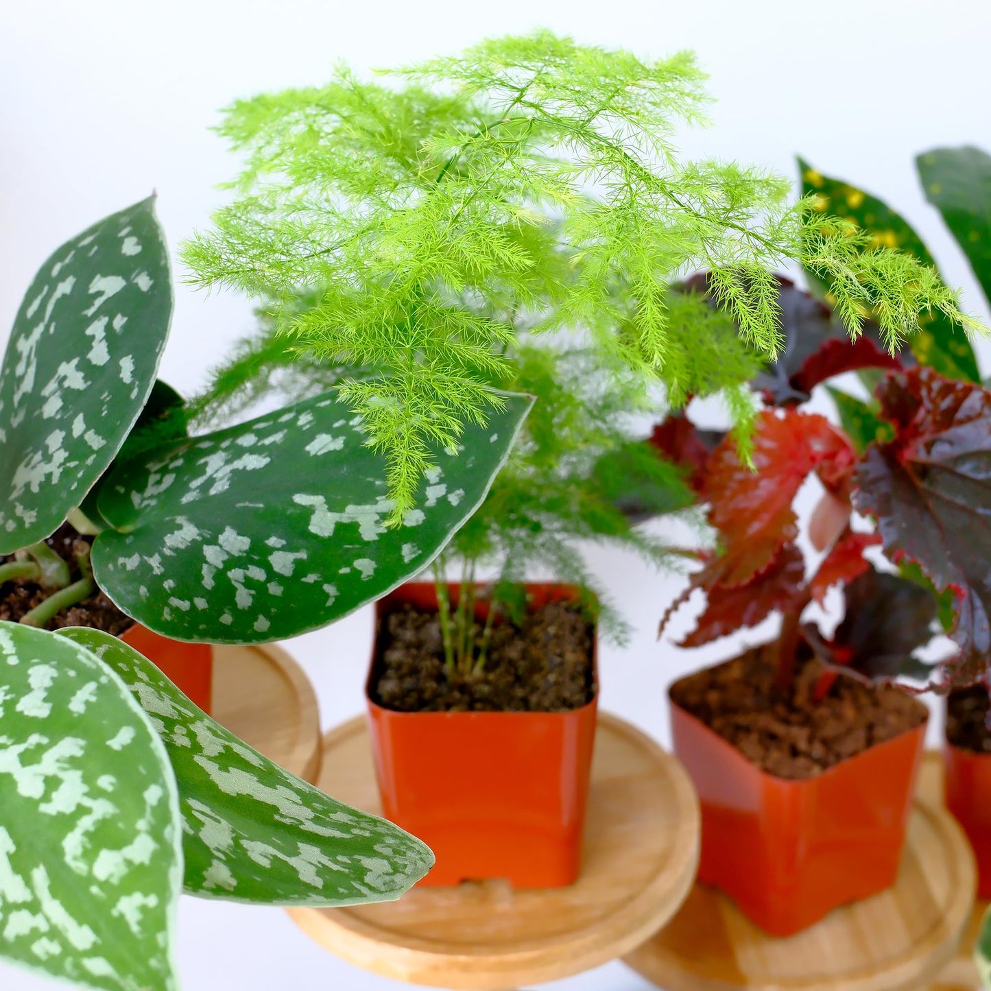 Easy to Grow Houseplants (Pack of 6), Live House Plants in Containers, Growers Choice Plant Set in Planters with Potting Soil Mix, Home Décor Planting Kit or Outdoor Garden Gifts by Plants for Pets