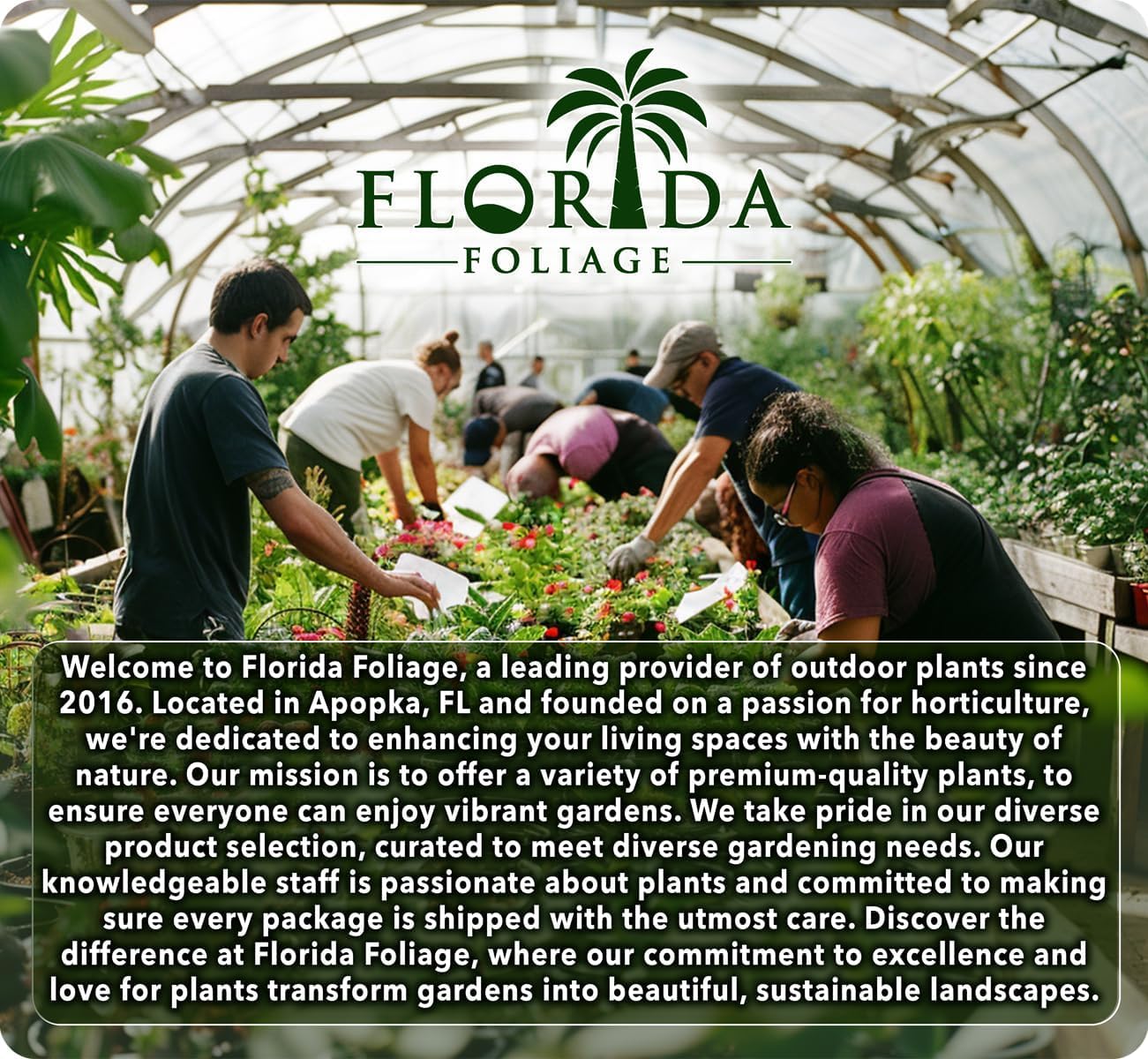 Star Jasmine | 2 Extra Large 3 Gallon Plants | Trachelospermum Jasminoides | Fragrant Climbing Vine | Ideal for Trellises and Arbors