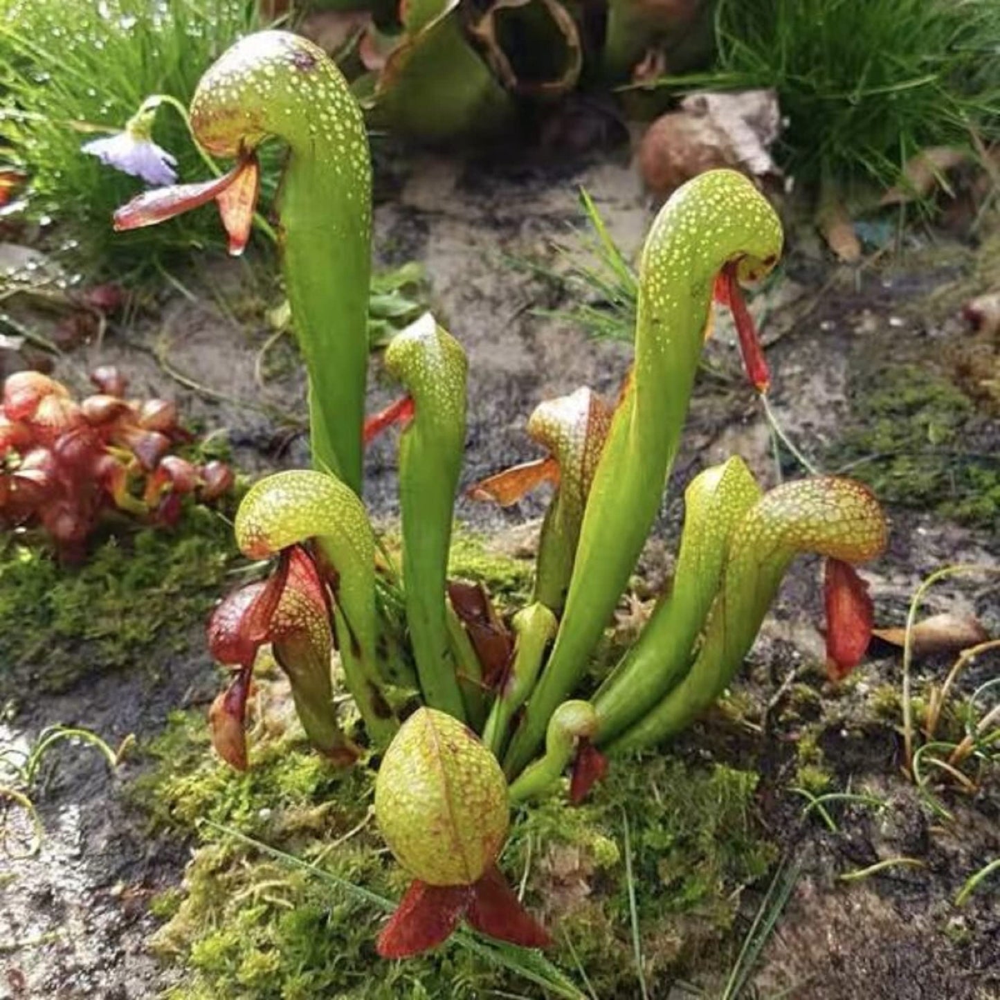 CHUXAY GARDEN California Pitcher Plant-Darlingtonia Californica,Cobra Lily,Cobra Plant 10 Seeds Rare Plants