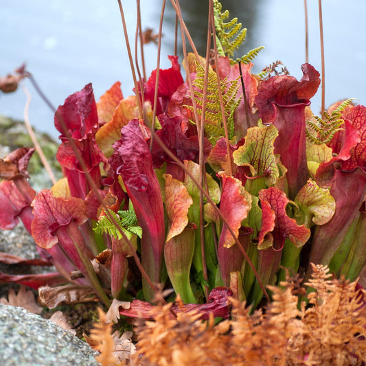 CHUXAY GARDEN Sarracenia Purpurea-Purple Pitcher Plant,Northern Pitcher Plant,Turtle Socks,Side-Saddle Flower 25 Seeds Hardy Carnivorous Plant Great for Garden