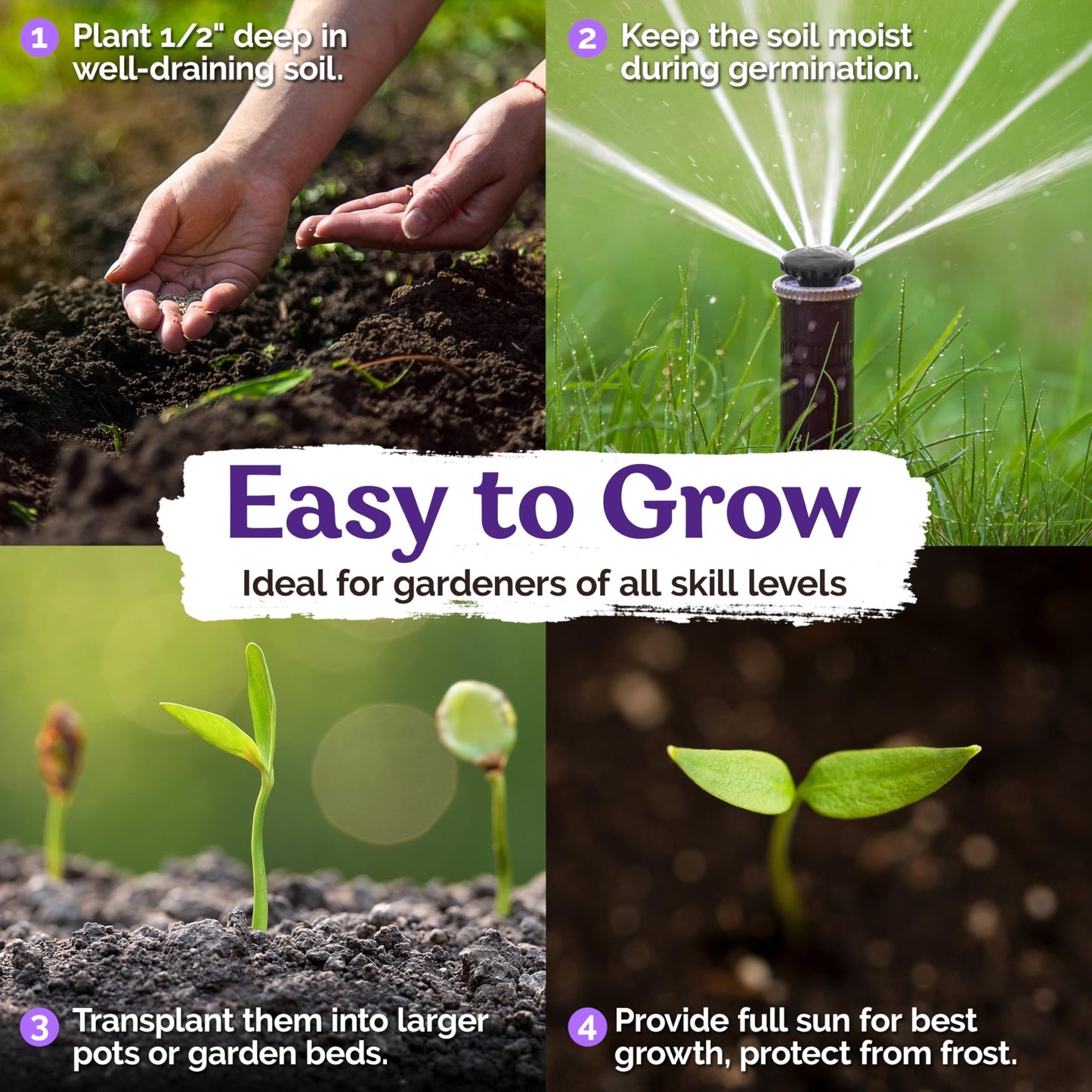 KVITER 100 Blue & White Morning Glory Seeds (Ipomoea) – Perennial Flower Seeds for Planting, Climbing Flowering Vines – Ideal Flower Seeds to Plant Outside & Inside in Containers, Trellises, Beds