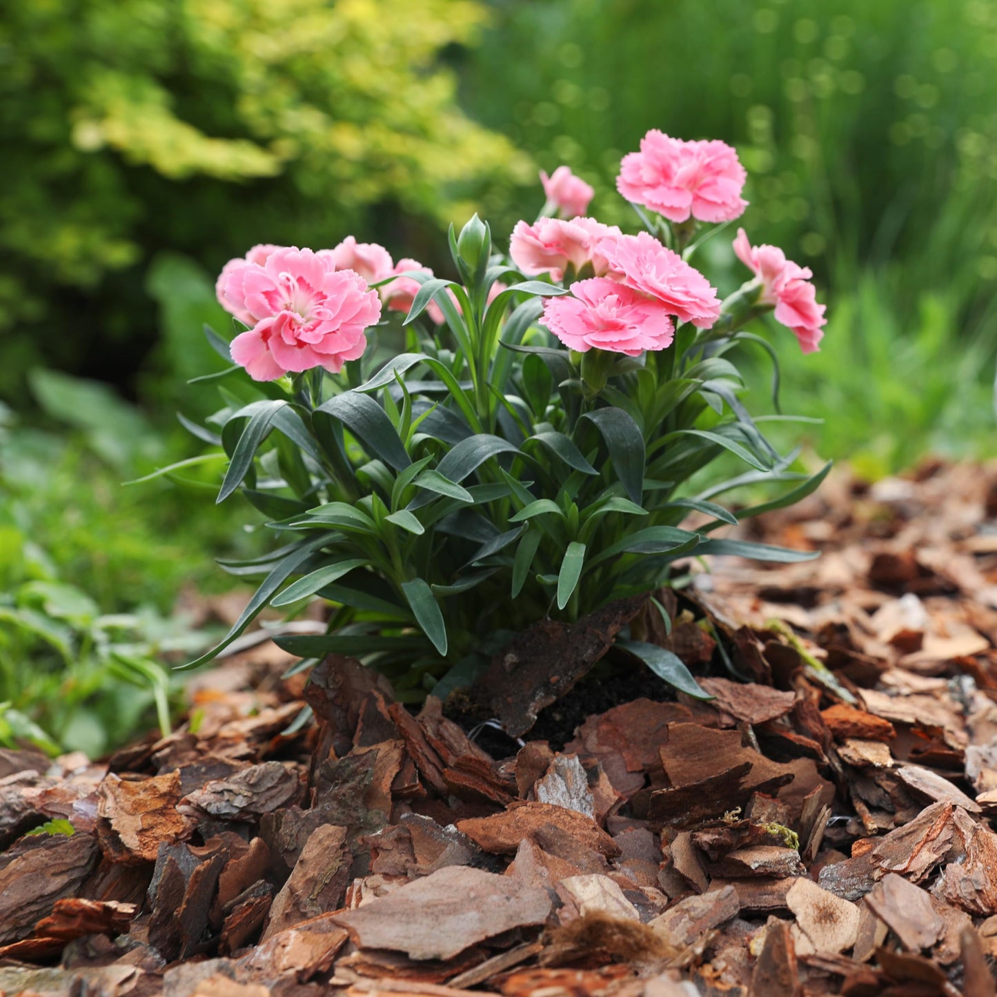 GARDENWISE Premium Pine Bark Nuggets – Pine Bark Mulch for Gardens, Landscaping, Potted Plants, and Wood Chips for Garden Beds (0.3 CF - 8 L - 9 QTS)