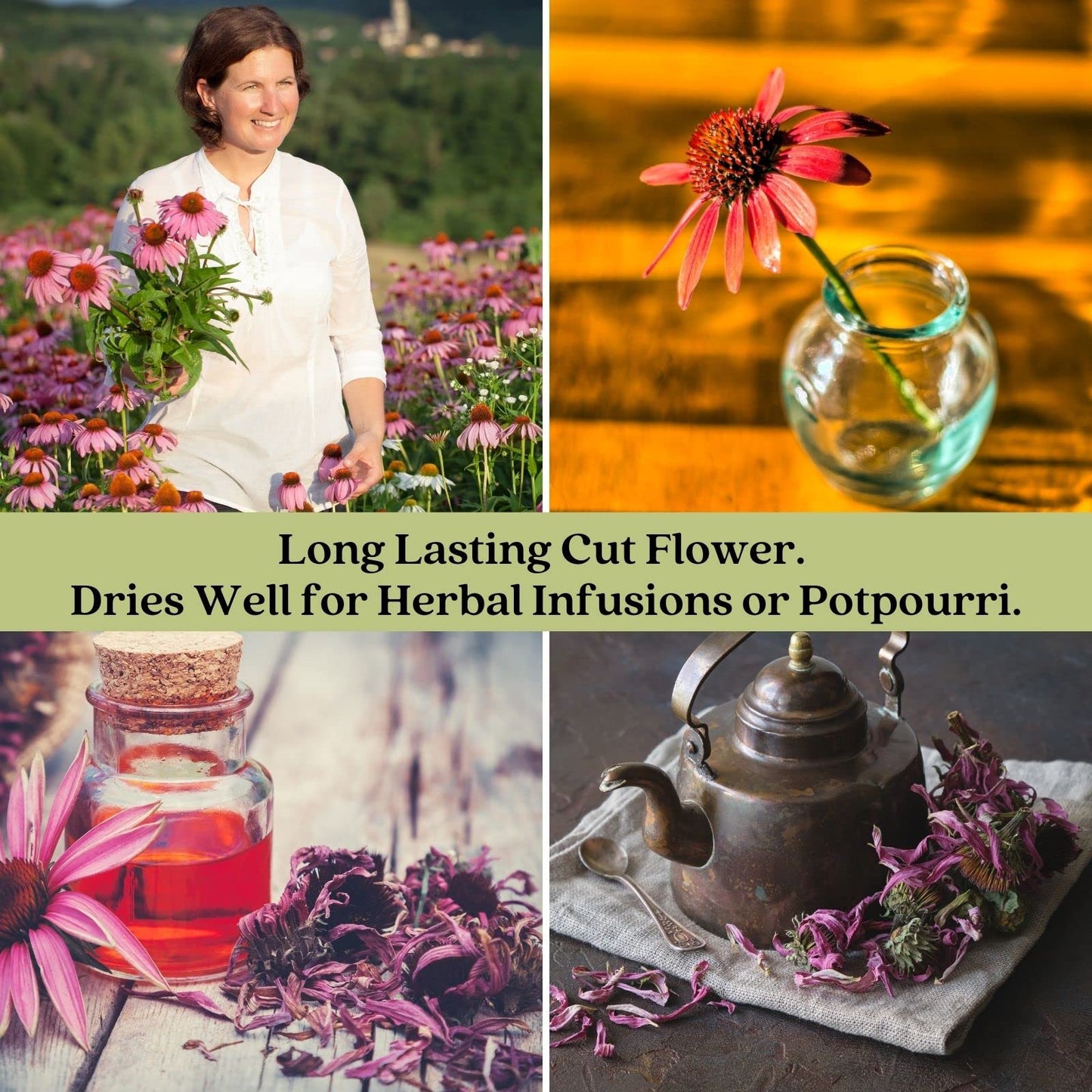 Clovers Garden Purple Coneflower (Echinacea Purpurea) Plants – Two (2) Live Plants – Non-GMO - Not Seeds - Each 4" to 8" Tall – in 4" Inch Pots – Hardy Flowering Perennial, Pollinator Favorite