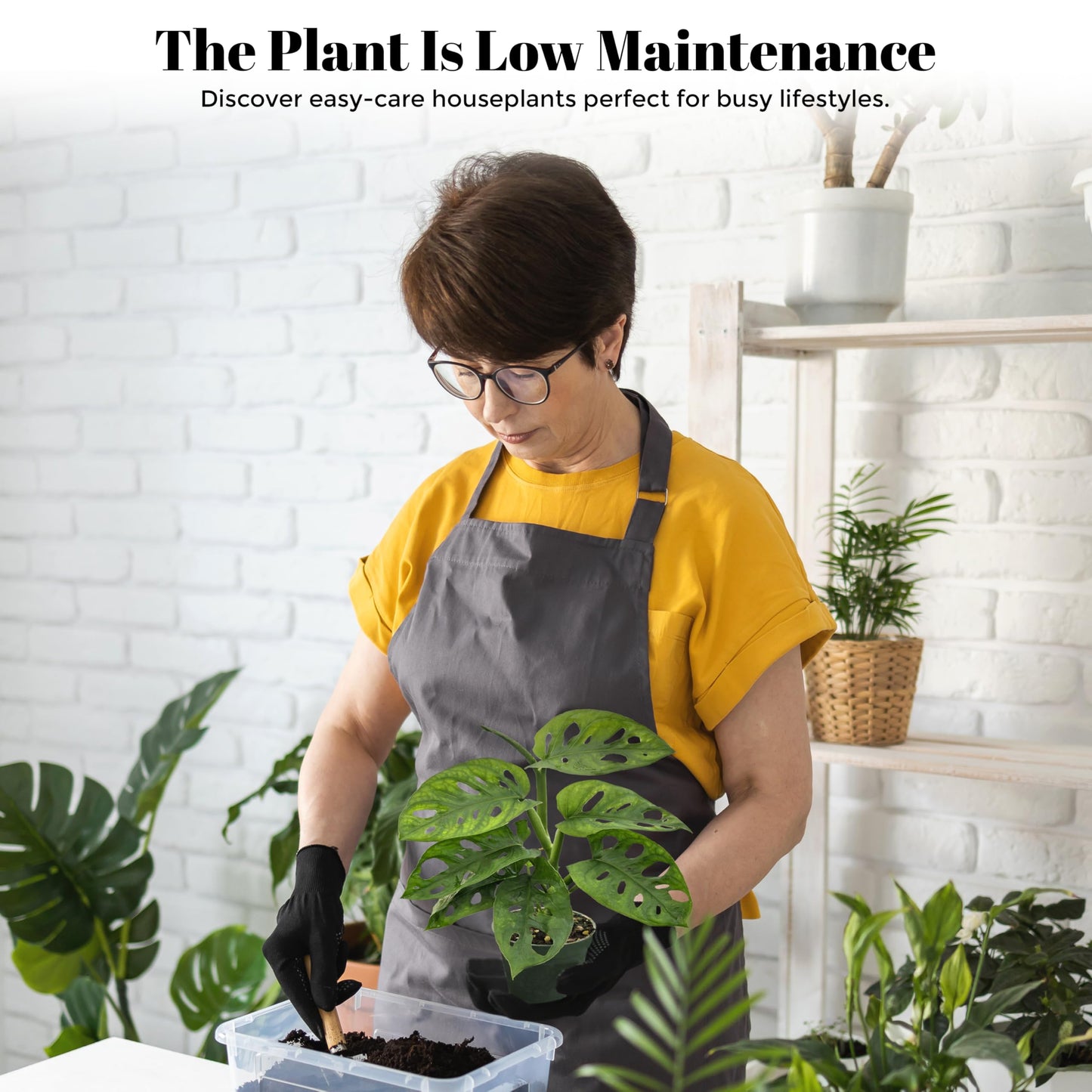 Bumble Plants Monstera Adansonii Real Indoor Plants Live Houseplants [Winter Thermal Packaging Included] | Air Purifier Indoor Plants | Real Plants Decor for Living Room, Office, Desk & Bathroom