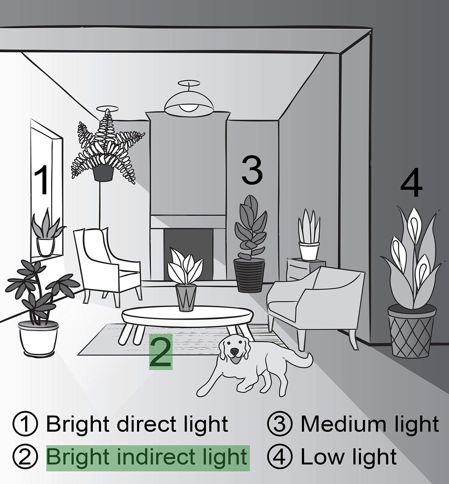 Thorsen's Greenhouse Live Arboricola Umbrella Tree Plant, Schefflera Arboricola, Natural Air Purifier, Easy to Grow, Live Indoor Houseplant, 4-inch Diameter (Growers Pot)