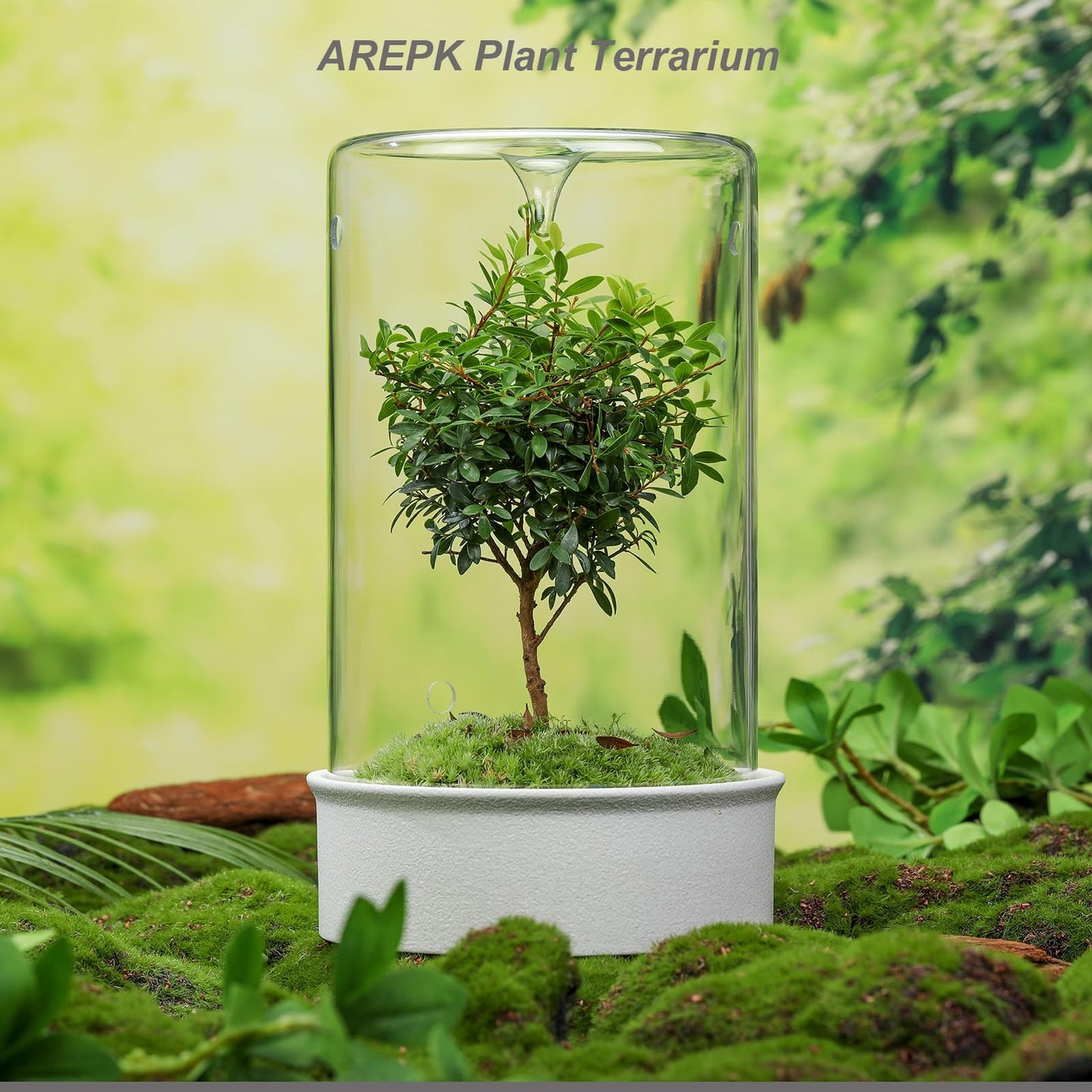 Desktop Plant Terrarium with Ceramic Base and Glass Cover (H:9.6" D:5.3"), Self-Sustaining Ecosystem for Moss, Succulent, Miniature Gardening Landscape, Indoor Decoration, Plant Lovers Gifts