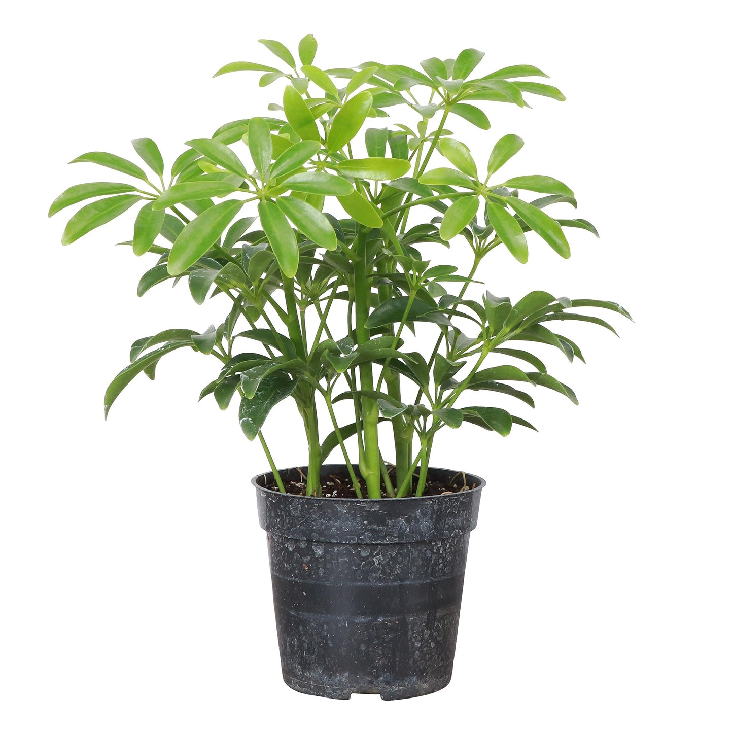 Thorsen's Greenhouse Live Arboricola Umbrella Tree Plant, Schefflera Arboricola, Natural Air Purifier, Easy to Grow, Live Indoor Houseplant, 4-inch Diameter (Growers Pot)