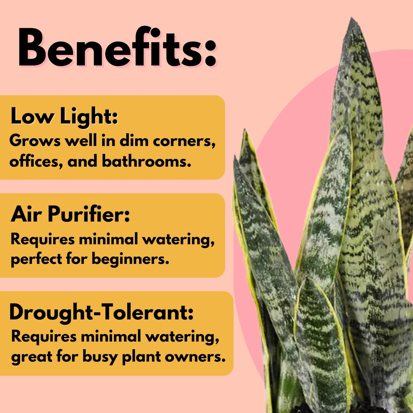 United Nursery Live Snake Plant, Sansevieria Trifasciata Laurentii, Variegated Snake Plant, 2-3 ft. Tall Mother in Laws Tongue House Plant for Indoor and Outdoor (Cream Decor Pot)