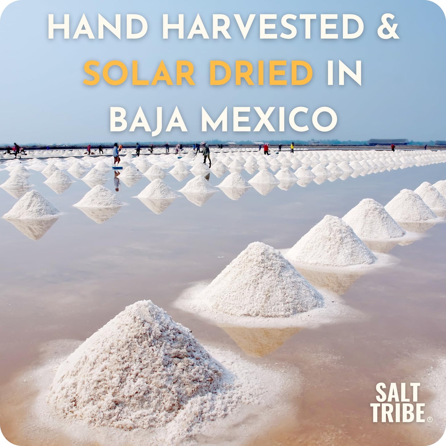 Salt Tribe | Baja Sea Salt | Coarse Natural Grain Salt for Grinder | 90+ Trace Minerals for Hydration Support | Sal Organica | Low Sodium Organic & Unrefined | Single Origin Mexico | 15oz | 425+ Servings