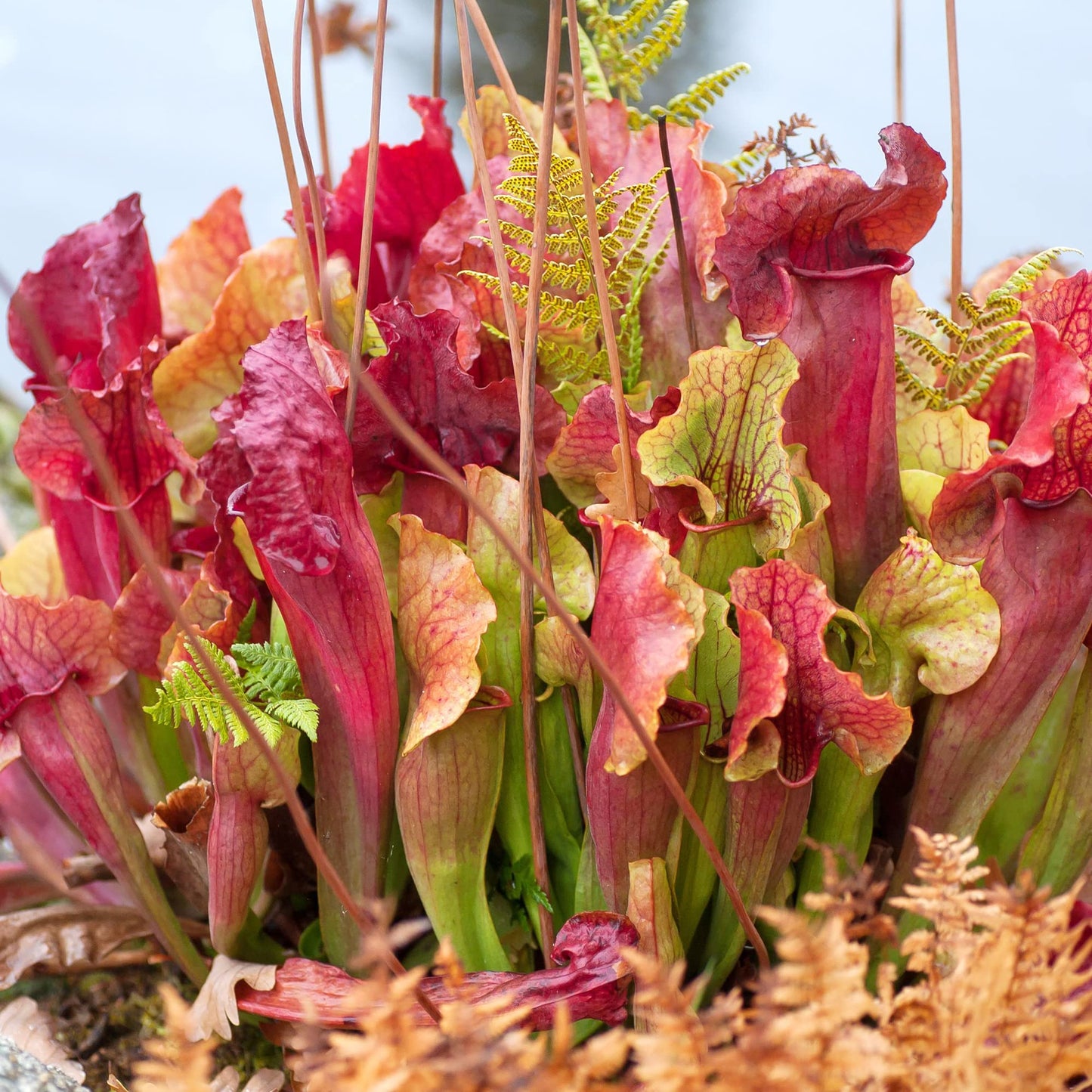 Sarracenia Purpurea Seeds Purple Pitcher Plant Unique Pitcher-Shaped Leaves Attract Pollinators Thrive in Nutrient-Poor Wetland Environments Garden Outdoor 25Pcs by YEGAOL Garden