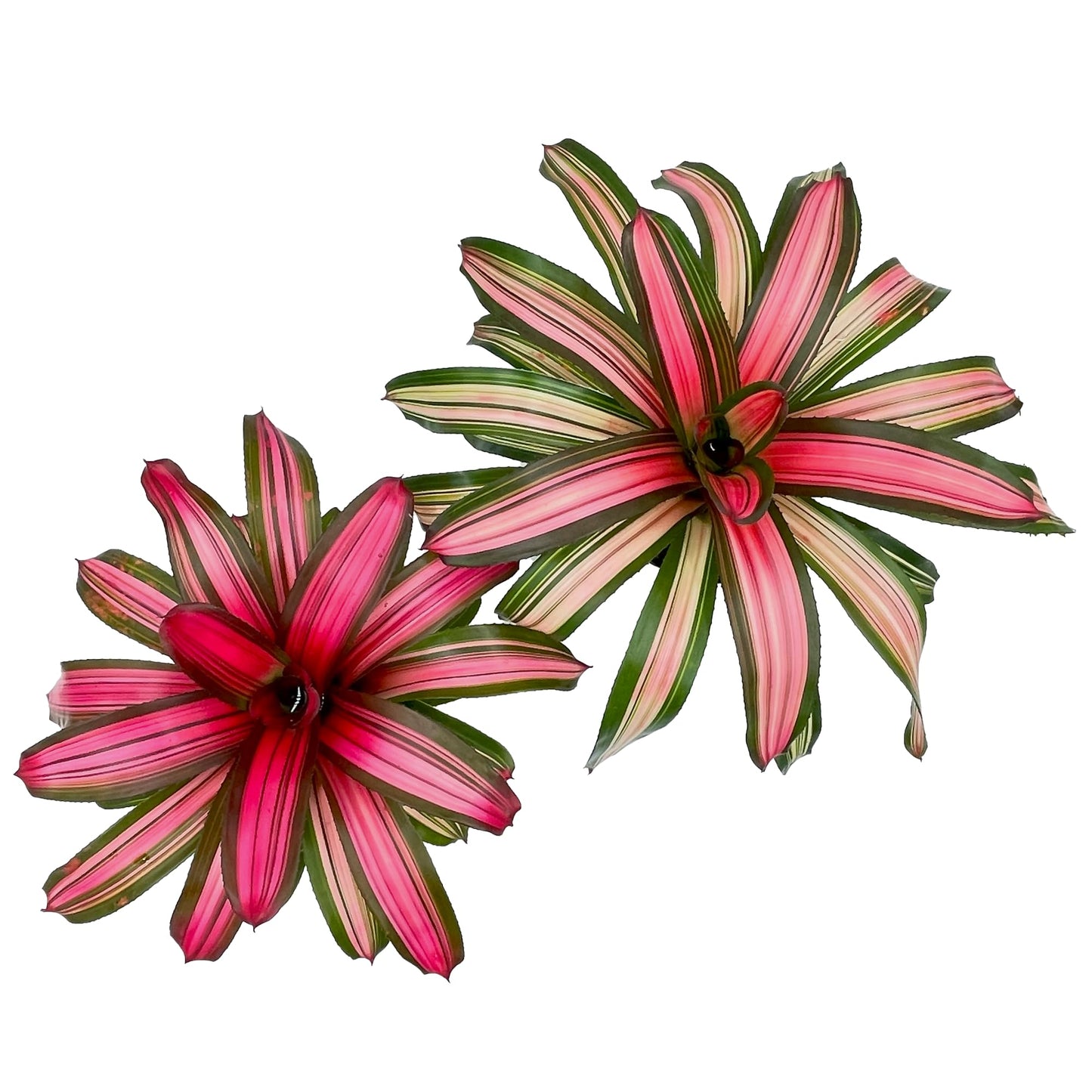 ragnaroc Live Plants – Bromeliad Neoregelia Minerva, 8-12" in 6" Pot - 1ct - Live Arrival Guaranteed - House Plants for Home Decor & Gift