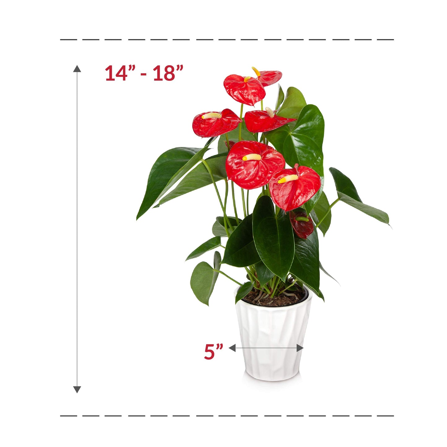 Just Add Ice JAI260 Anthurium Easy Care Live Plants, 5” Diameter, Red