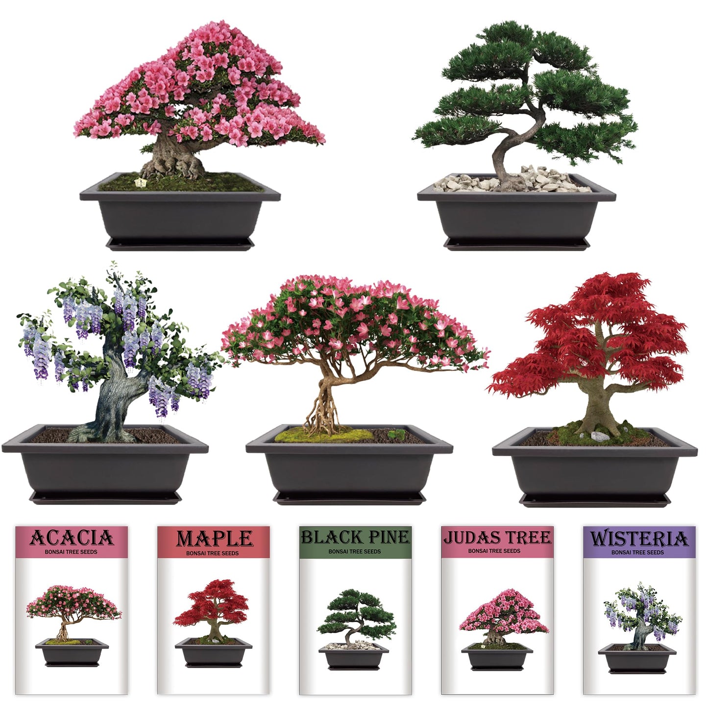 Sproutix Indoor Bonsai Garden Starter Kit, 5 Seeds Growing into Red Maple, Wisteria, Black Pine, Judas Tree, Acacia, Including Complete Gardening Planters & A Wooden Box, Christmas Gifts for Women
