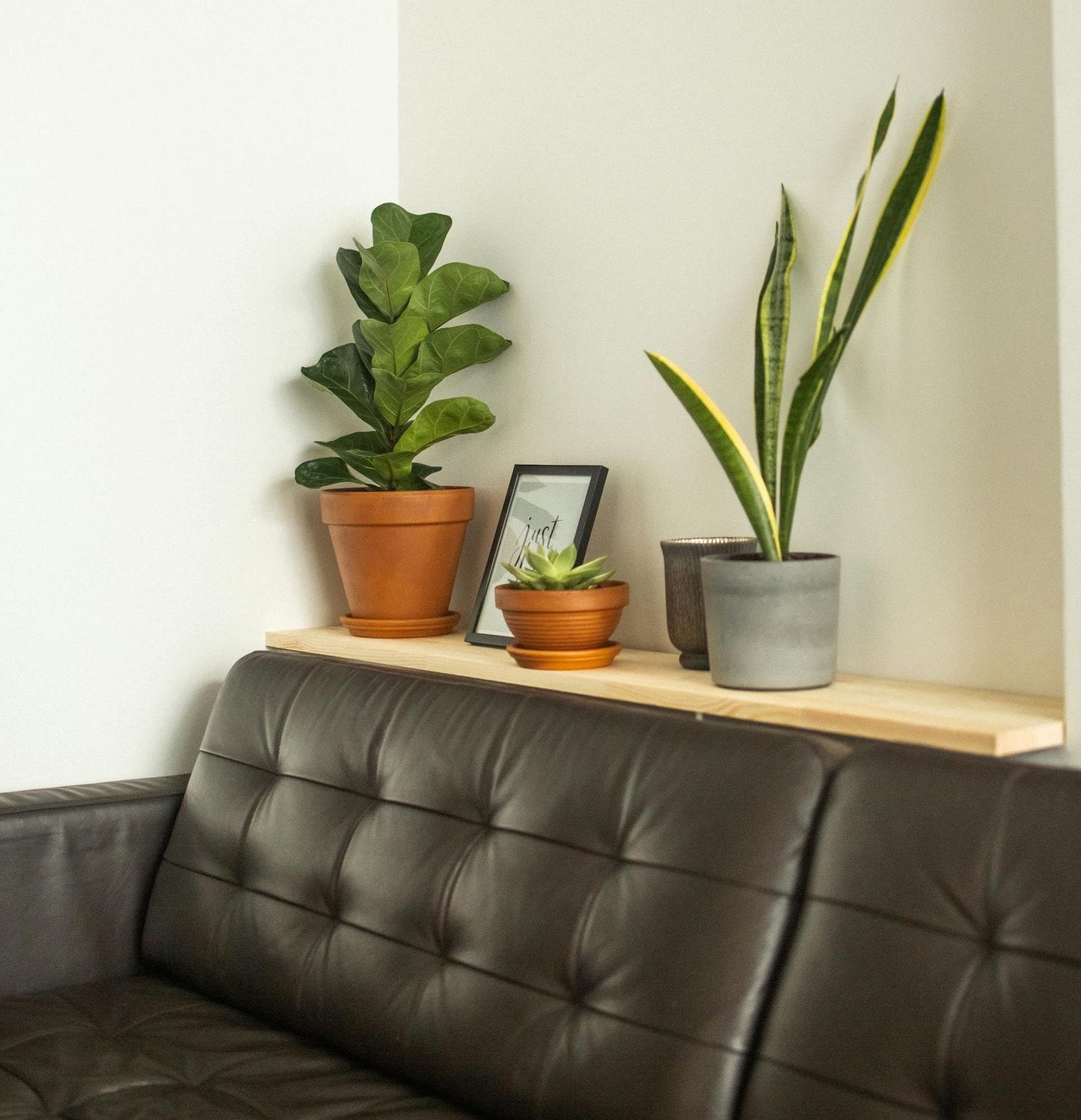 Live Snake Plant – Sansevieria Superba Trifasciata – ragnaroc Tropical Plant in 4” Pot +6” Plant Height, Indoor House Plant in Pot, Potted Succulent Plant