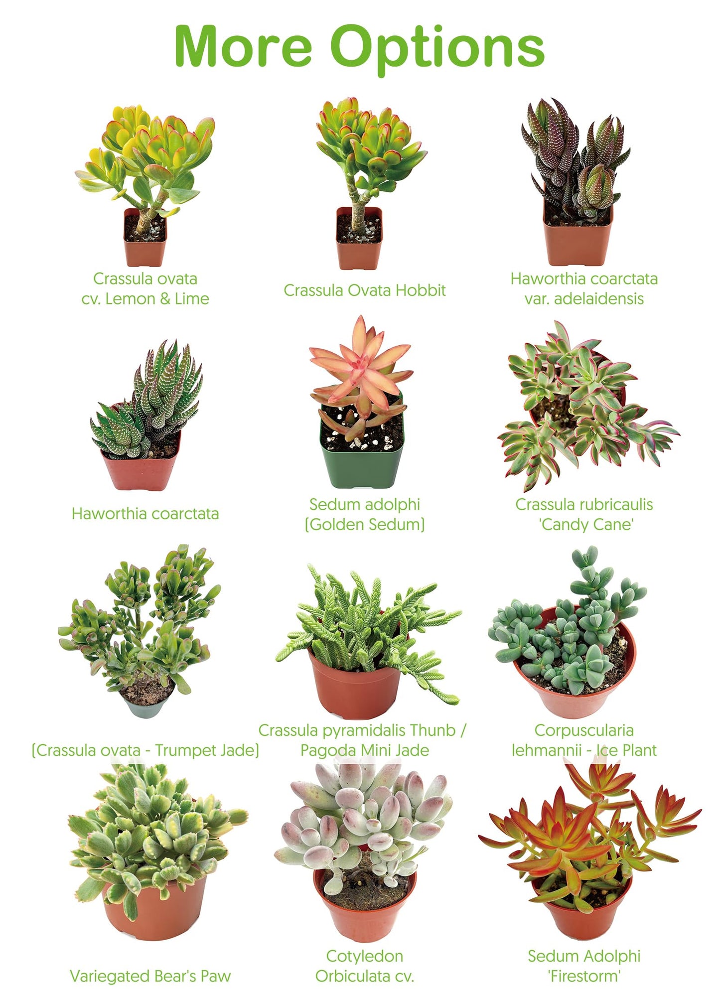 2" Live Succulent 'Baby Toes', Rare Succulent Plants Fully Rooted in Pots, Unique House Plant for DIY, Party Favor, Home Office Decoration