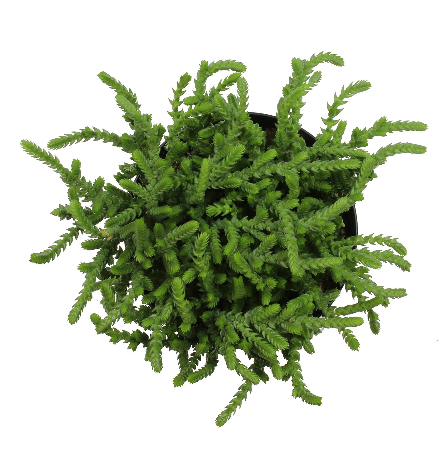 Altman Plants, 3.5" Watch Chain Crassula Live Succulent Plant Succulent Plants, Live Succulents Plants Live Indoor Plants Live Houseplants Live Indoor House Plants Indoors, Live Plants Indoor Plants