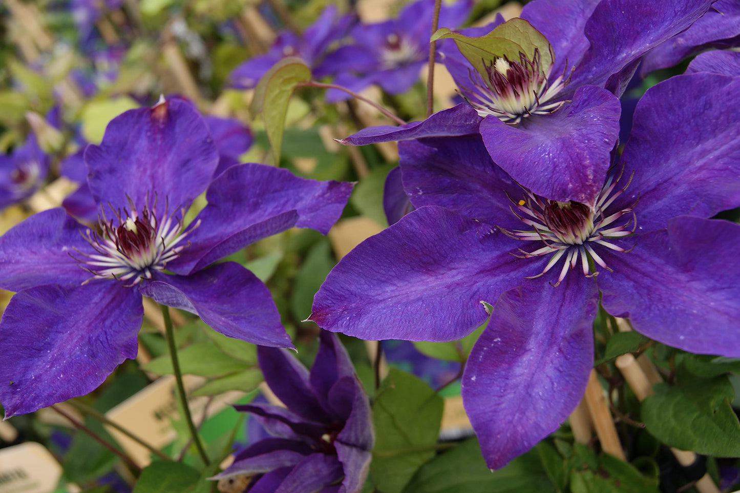 Clematis The President - Live Plant in a 4 Inch Growers Pot - Clematis 'The President' - Starter Plants Ready for The Garden - Beautiful Purple Blue Flowering Vine