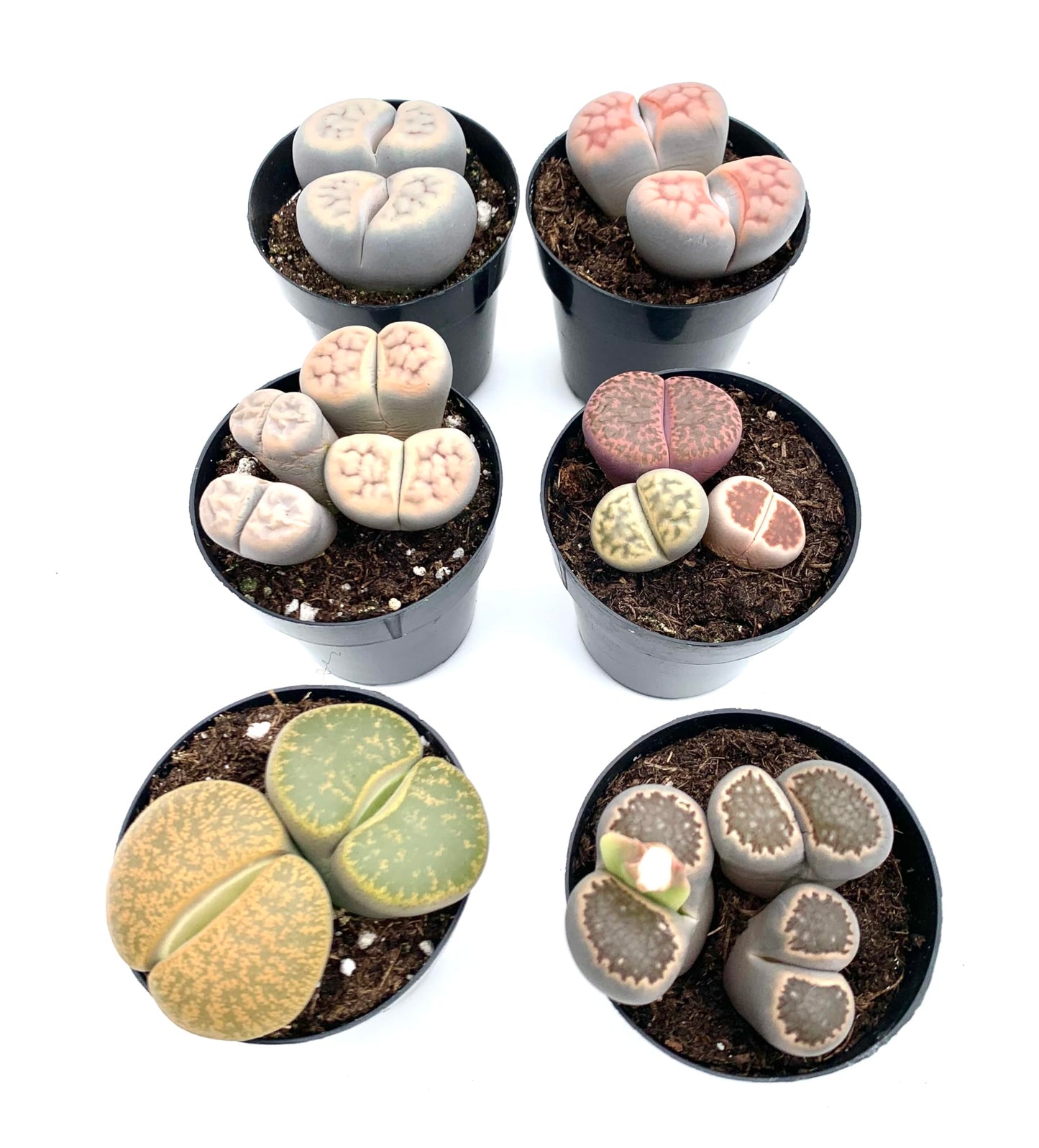 Lithops Succulents Live Potted in 2.5" Pot