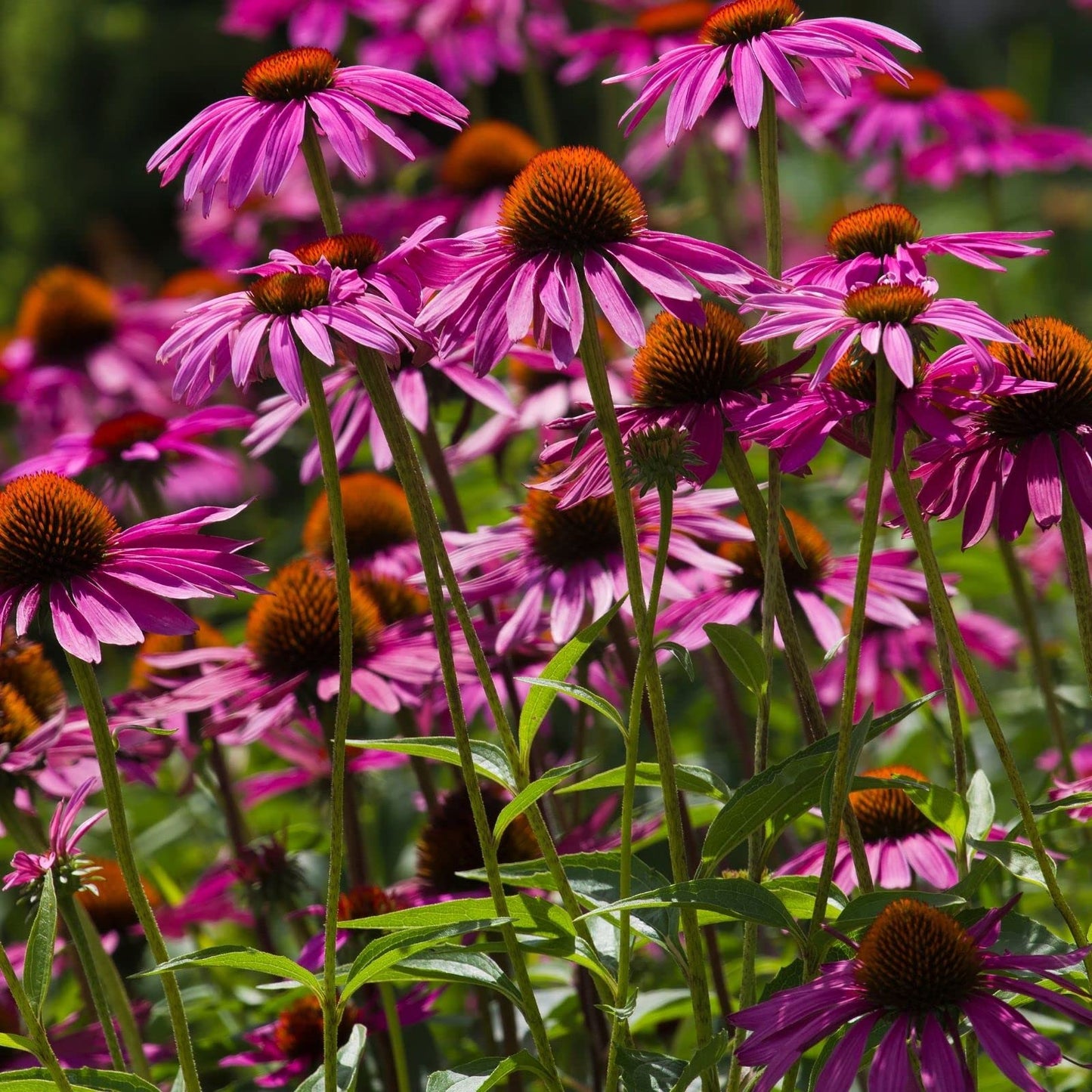 Clovers Garden Purple Coneflower (Echinacea Purpurea) Plants – Two (2) Live Plants – Non-GMO - Not Seeds - Each 4" to 8" Tall – in 4" Inch Pots – Hardy Flowering Perennial, Pollinator Favorite