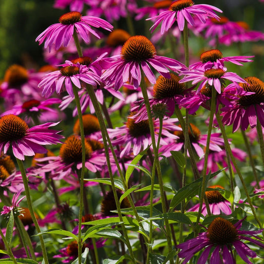 Clovers Garden Purple Coneflower (Echinacea Purpurea) Plants – Two (2) Live Plants – Non-GMO - Not Seeds - Each 4" to 8" Tall – in 4" Inch Pots – Hardy Flowering Perennial, Pollinator Favorite
