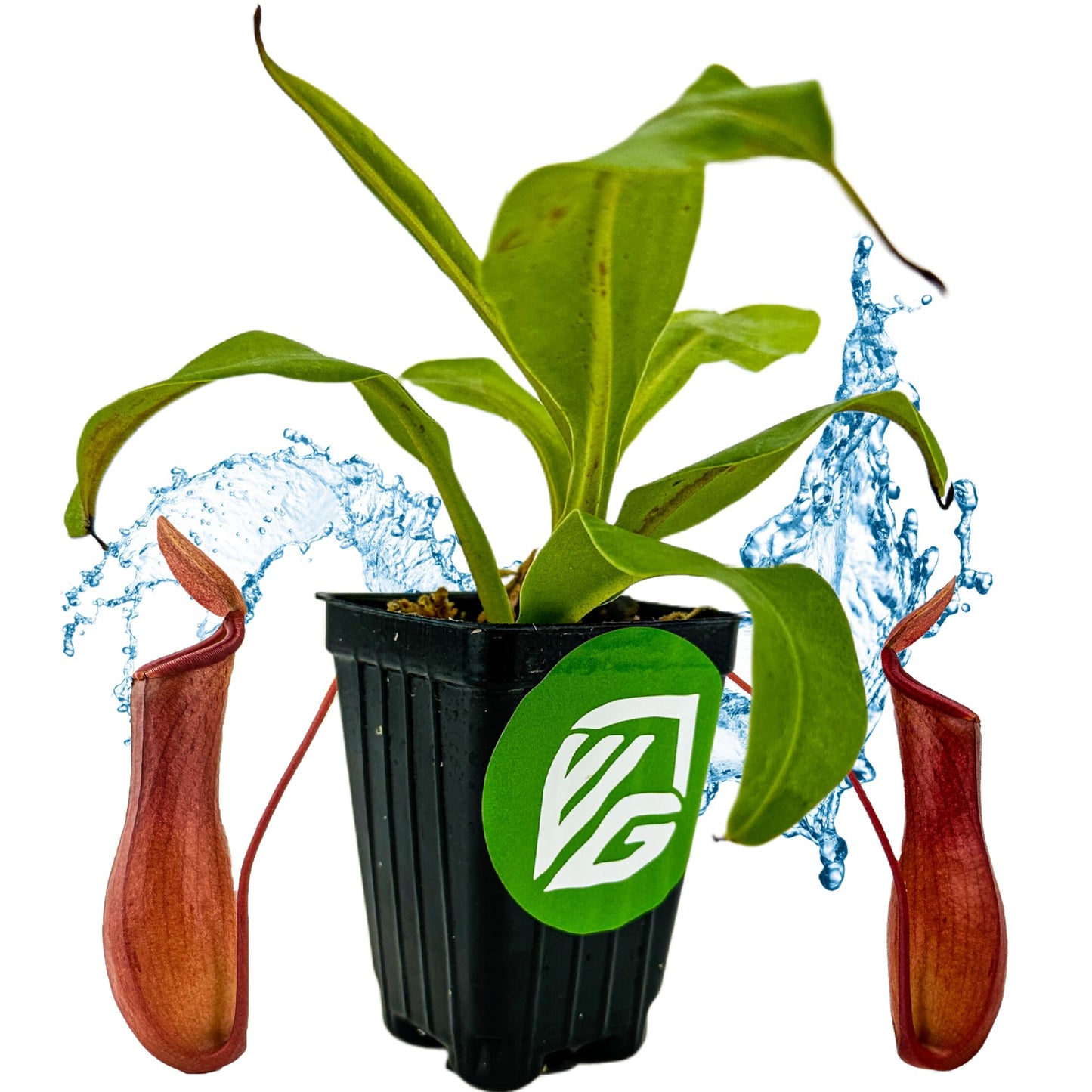 Alata Pitcher Plant - Nepenthes Live Carnivorous Plant by Wellspring Gardens - Easy to Grow Starter Bulbs Great for Nature Lovers & Gardeners - Outdoor & Indoor Aquatic Planting