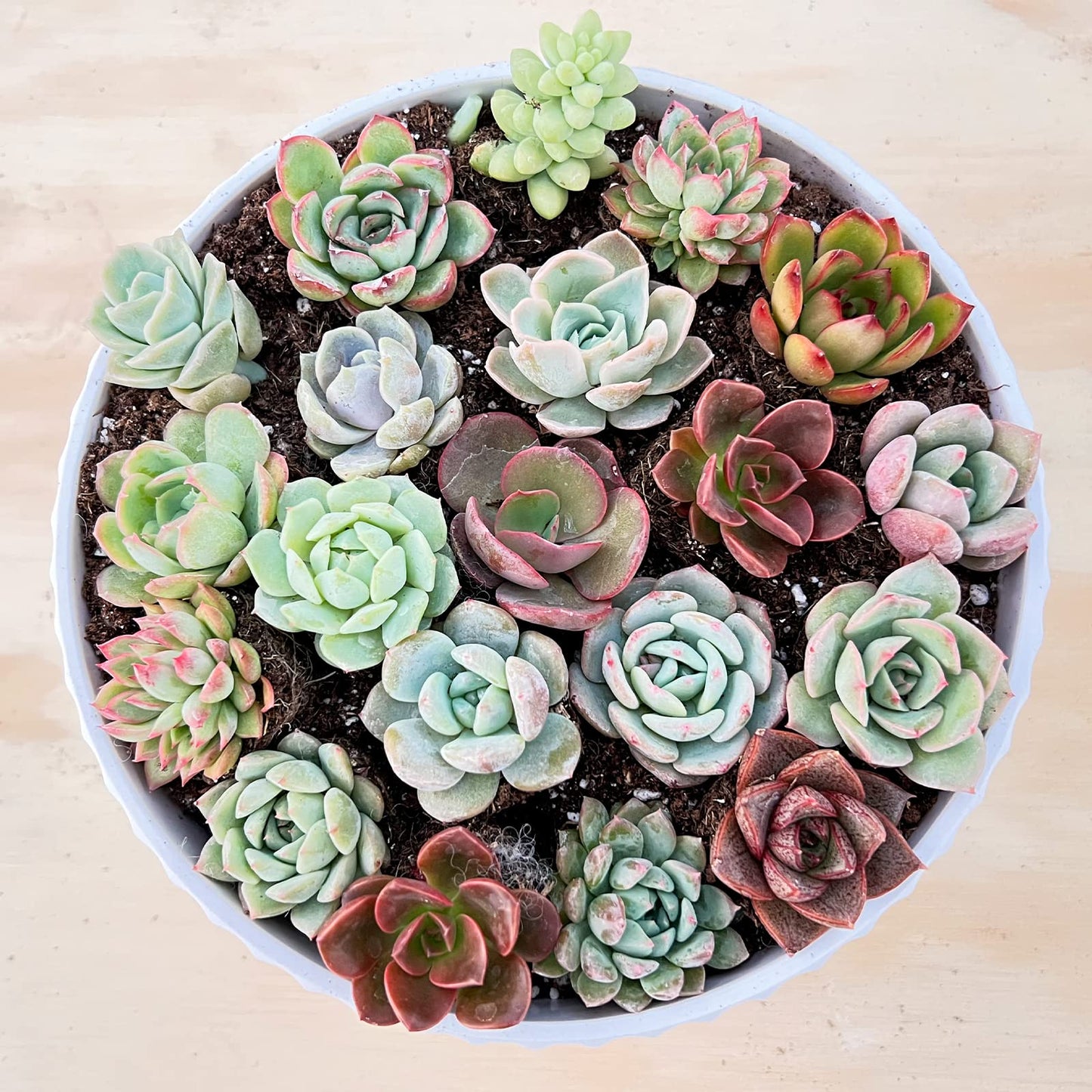 Sprout N Green 3 Assorted Succulents with Root, 3 Different Varieties Live Plants Collection, Without Plant Pot, Great for Gardener Beginner, DIY Projects, Wedding Party Favor, Easy to Care