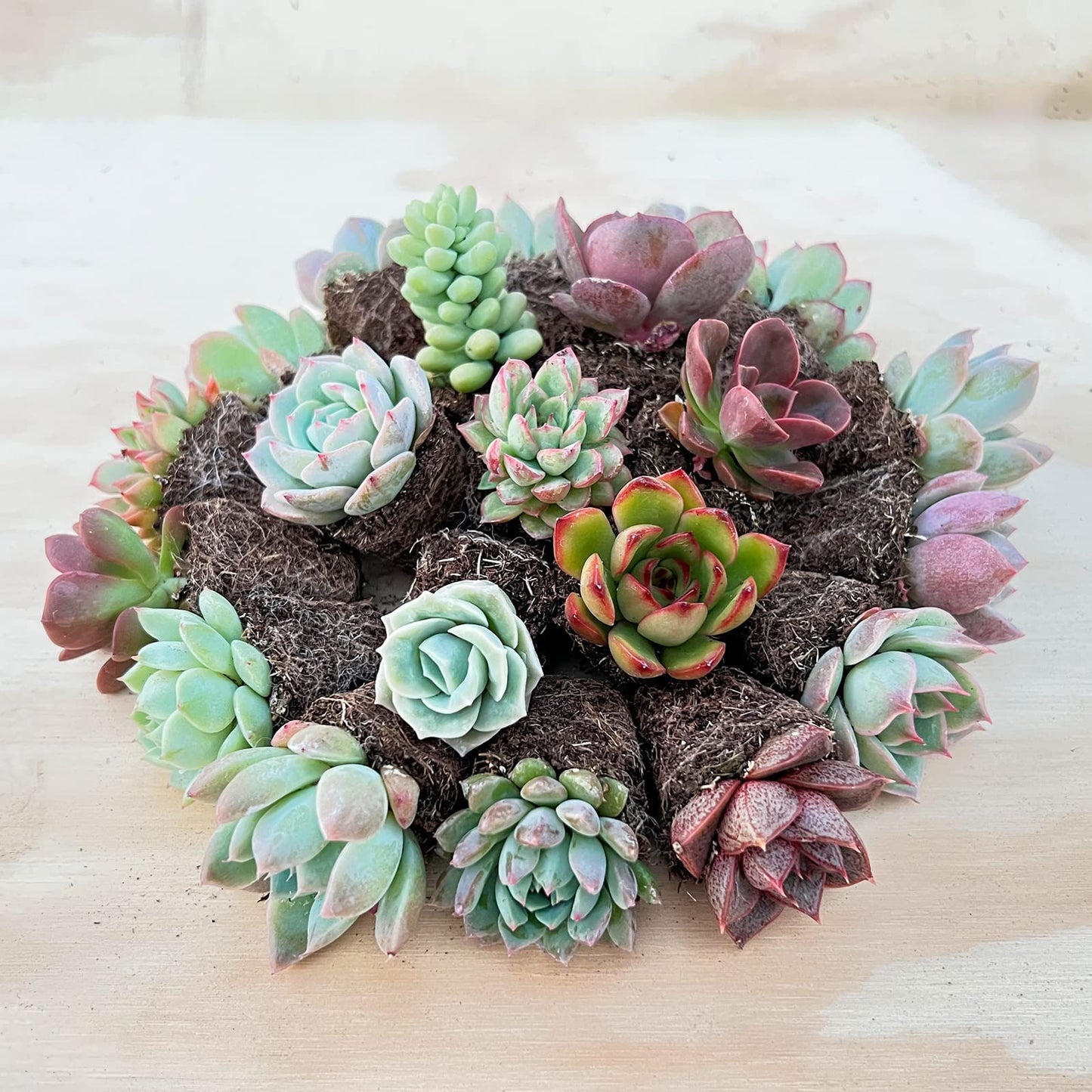 Sprout N Green 3 Assorted Succulents with Root, 3 Different Varieties Live Plants Collection, Without Plant Pot, Great for Gardener Beginner, DIY Projects, Wedding Party Favor, Easy to Care