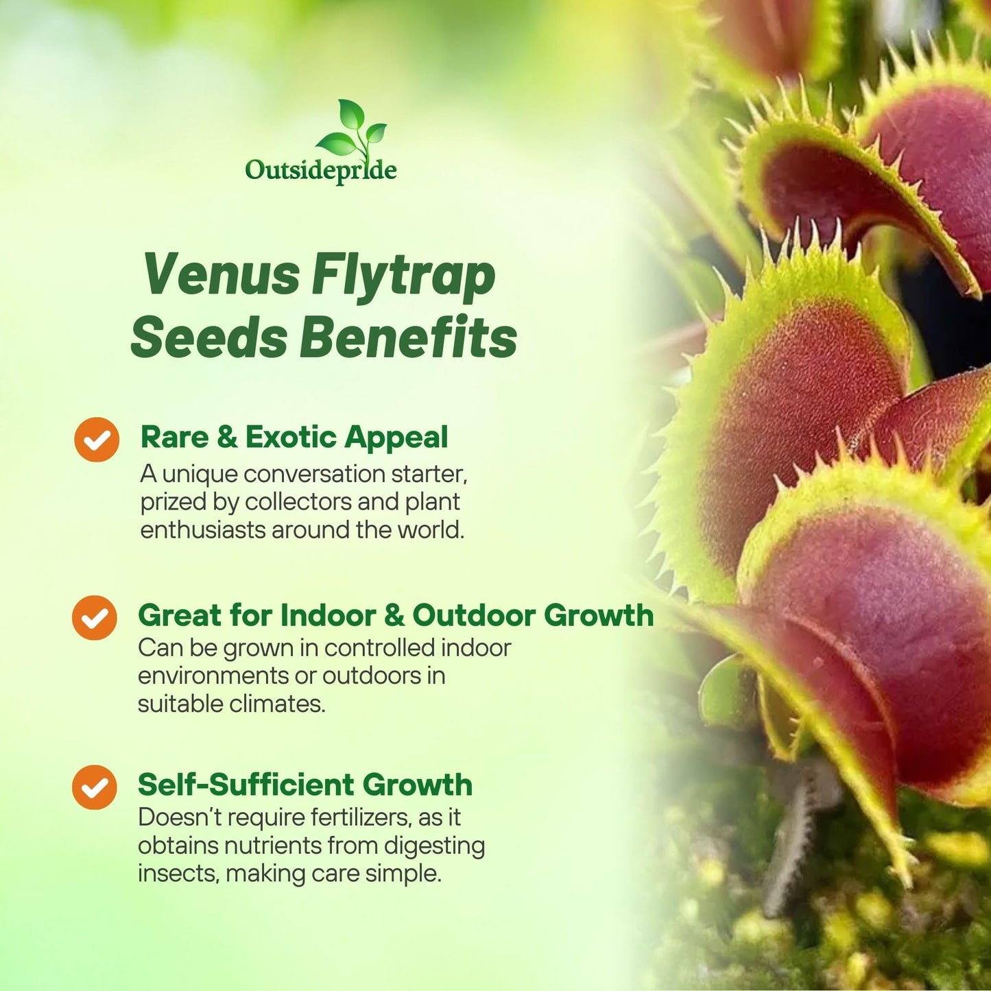 Outsidepride Venus Flytrap Seeds - 10 Pcs Perennial, Unique & Carnivorous, Indoor Plant Seeds for House Plants, Easy to Grow & Low Maintenance, Ideal for Terrariums, Pots, & Non-Winter Hardy Zones