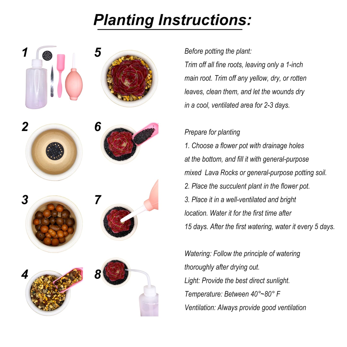 Lithops Large Random Mix Rare Live Succulent Plants, 10 Pcs Succulent Live Plant, Bare Root Without Pot & Soil, Indoor Office Desk Decoration, Friend Plant Lovers Gifts