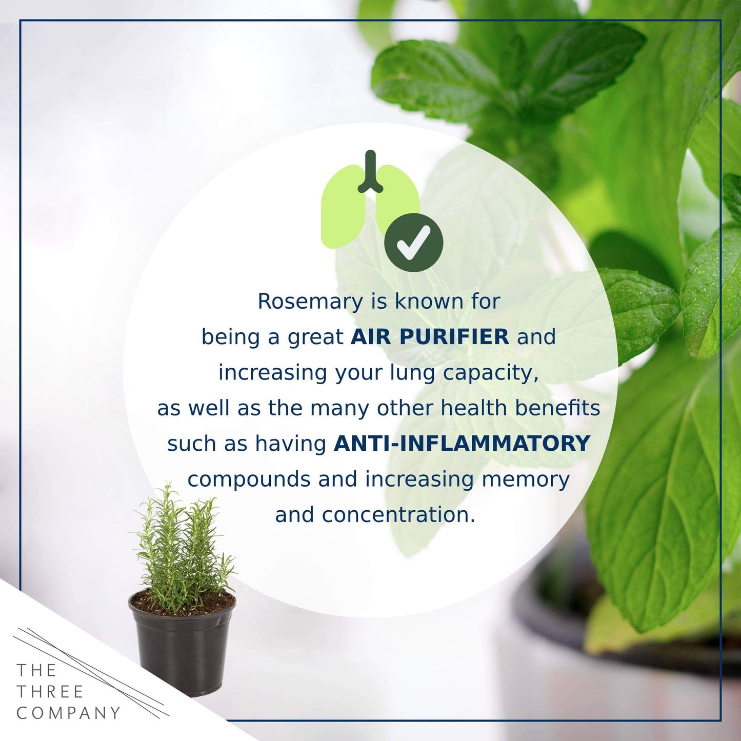 Live Aromatic and Edible Herb Assortment (Lemon Verbena, Eucalyptus, Mint, Lemon Balm, Other Assorted Herbs), 6 Plants Per Pack