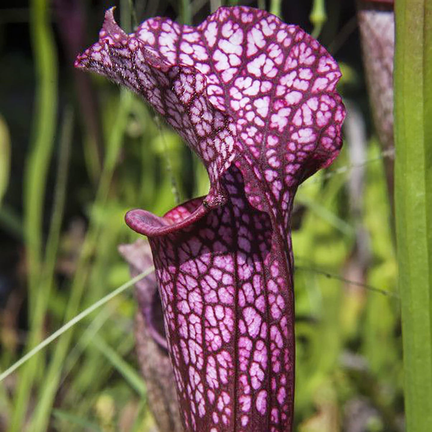 Sarracenia Purpurea Seeds Purple Pitcher Plant Unique Pitcher-Shaped Leaves Attract Pollinators Thrive in Nutrient-Poor Wetland Environments Garden Outdoor 25Pcs by YEGAOL Garden