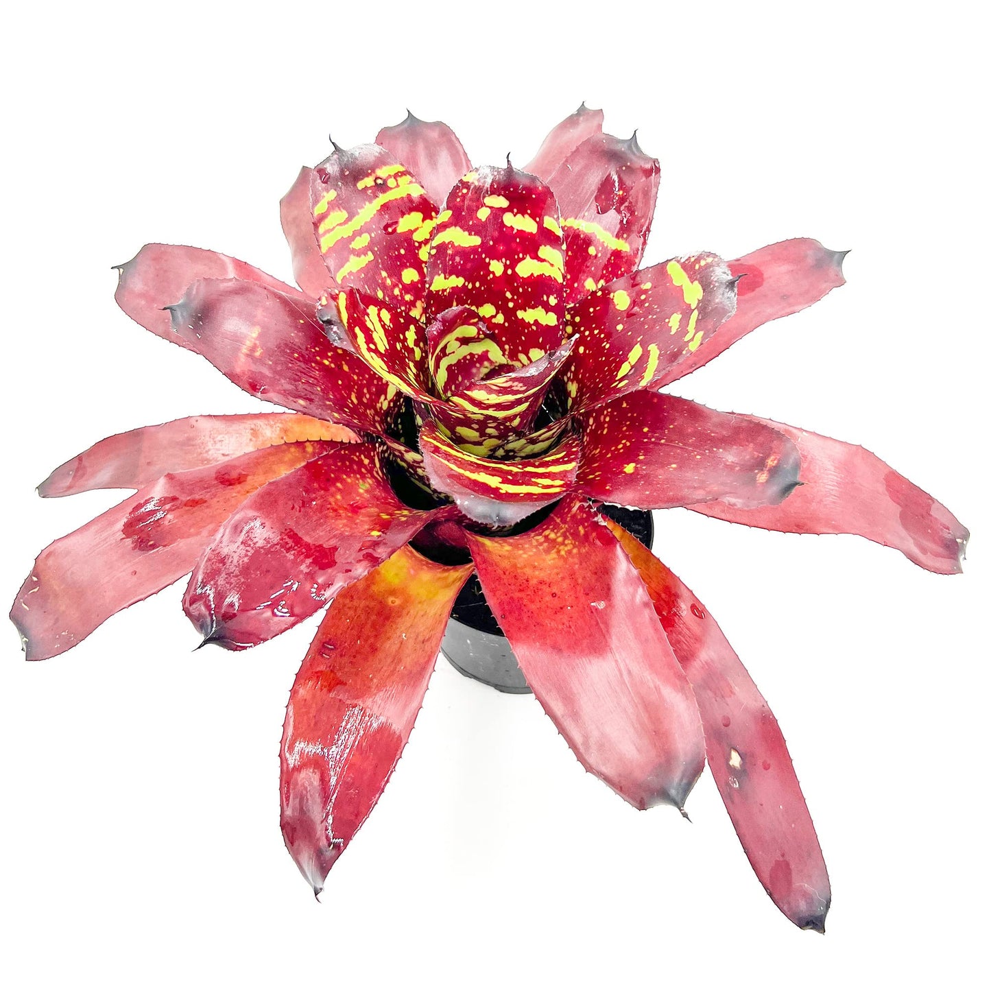 ragnaroc Live Plants - Bromeliad Neoregelia 'Green Eye', 16" Wide and 12" Tall in 6" Pot - 1ct - Live Arrival Guaranteed - House Plants for Home Decor & Gift