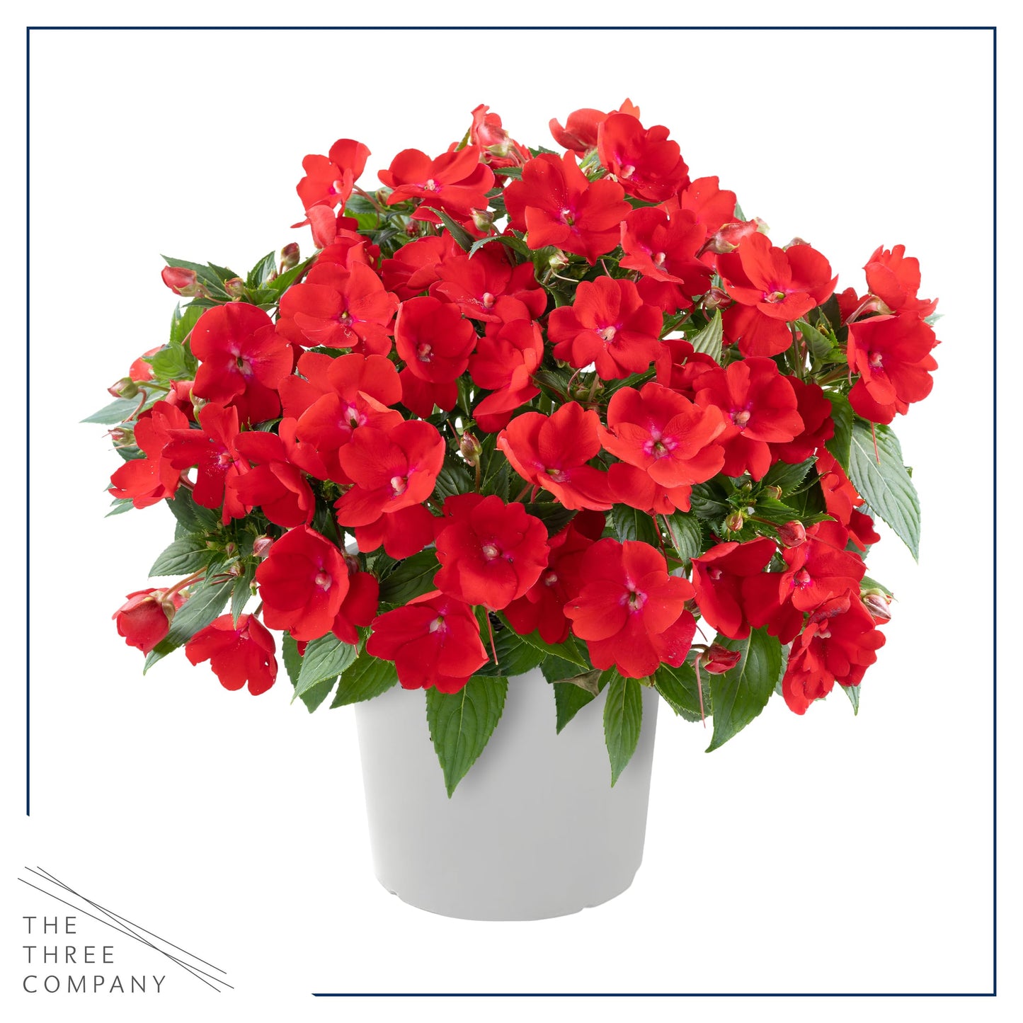 Live Flowering New Guinea Impatiens - Grower's Choice Assorted Colors (3 Plants Per Pack) - Beautiful Flowering Shade Flowers - 12" Tall by 5" Wide in 1 Qt Pot
