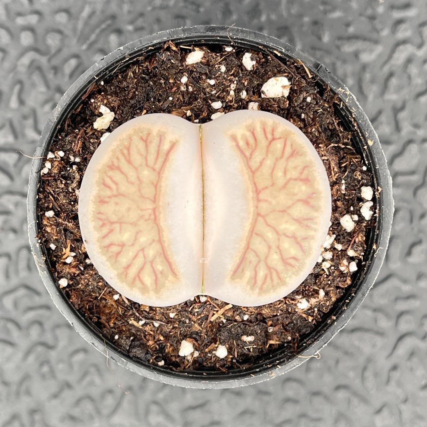 Sprout N Green 1-1.5in Lithops julii 'Kikusiyo Giyoku', 3 Years Old Rare Living Stone Plant Rooted in Pot, Cute Potted Succulents House Pebble Plant, Great for Terrarium Arrangement, DIY Project