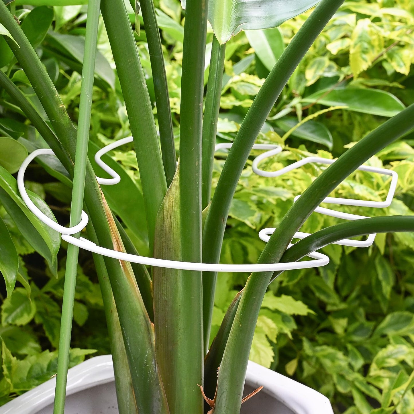 Yohsnor 5PCS Monstera Plant Stem Support White - 11x9.4 inches, Durable Adjustable Leaf Supports for Indoor Plants, Fishbone Cactus Stake Holder for Garden Stability