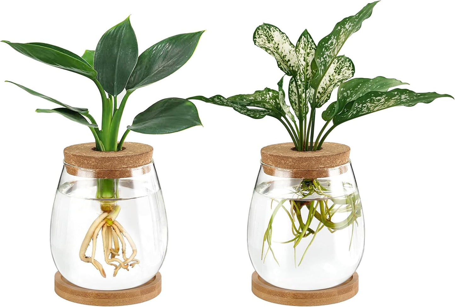 Dahey Plant Propagation Jars Plant Terrarium Glass Vase with Wooden Saucer and Cork Planter Station for Growing Hydroponic Plants Indoor Table Centerpirce Home Office Decor, Set of 2