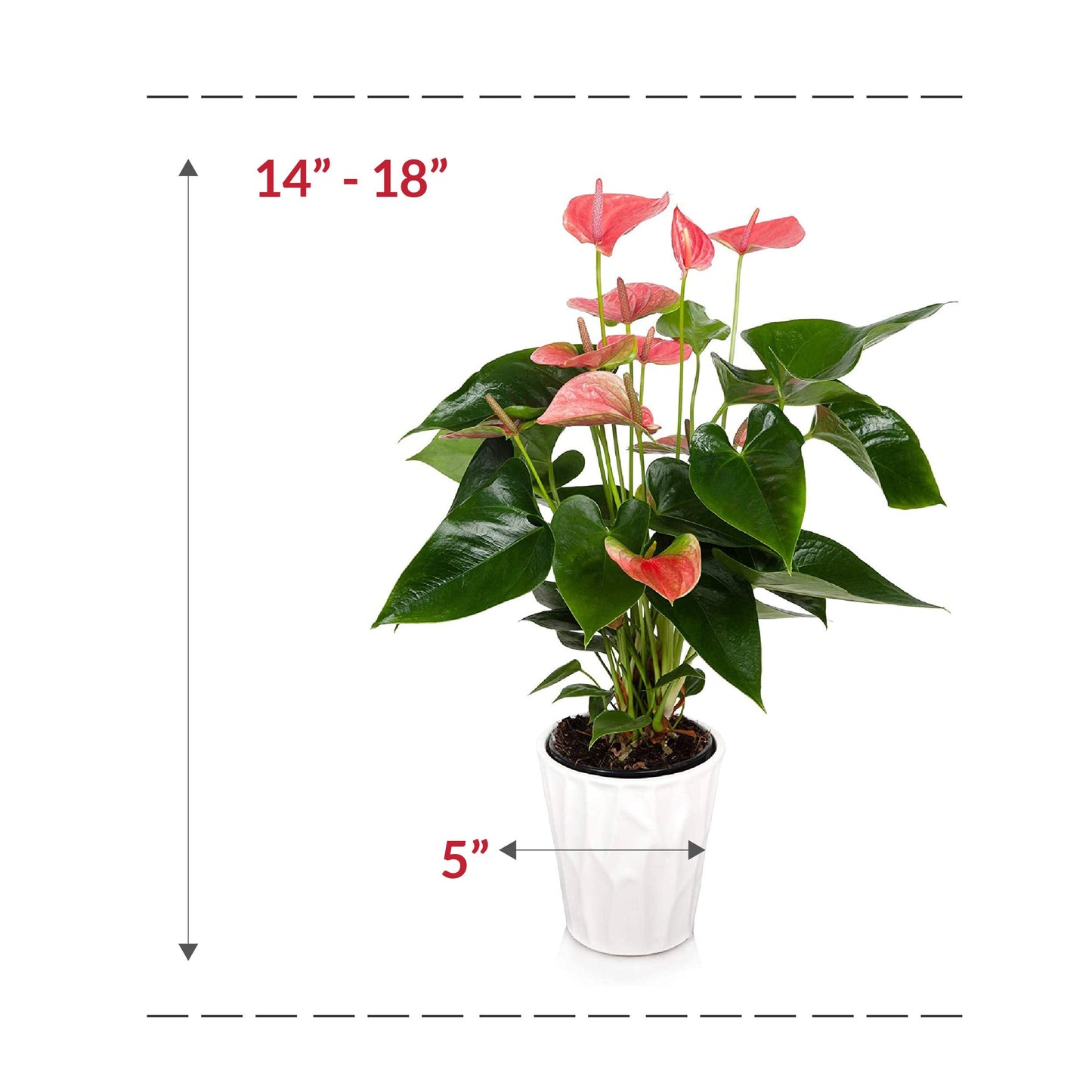 Plants and Blooms Shop JAI261 Anthurium Easy Care Live Plants, 5" Diameter, Pink