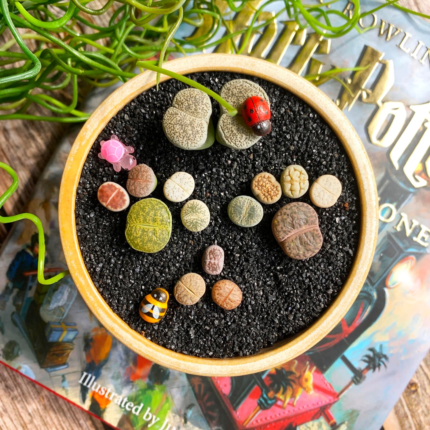 Lithops Large Random Mix Rare Live Succulent Plants, 30/50/100 Pcs 3 Years Bulk Succulent Live Plant, Bare Root Without Pot Soil, Garden Indoor, Plant Lover Gifts