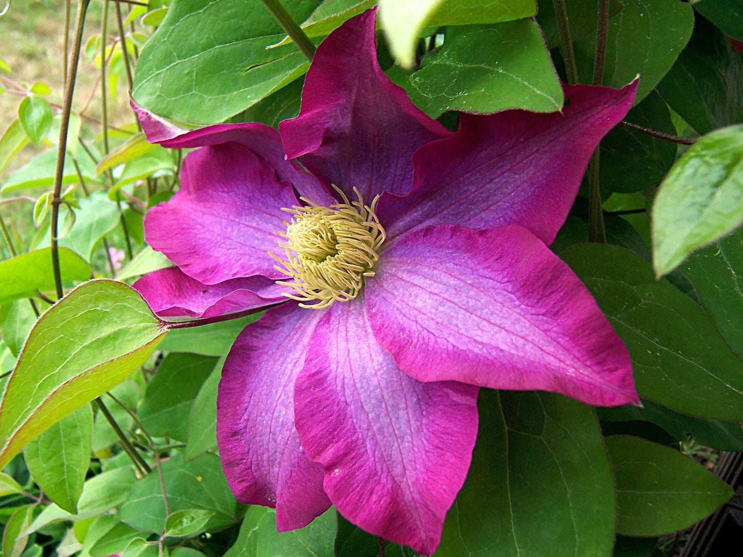 Clematis Pink Champagne - Live Plant in a 4 Inch Growers Pot - Clematis x 'Kakio' - Starter Plants Ready for The Garden - Beautiful Deep Pink Flowering Vine