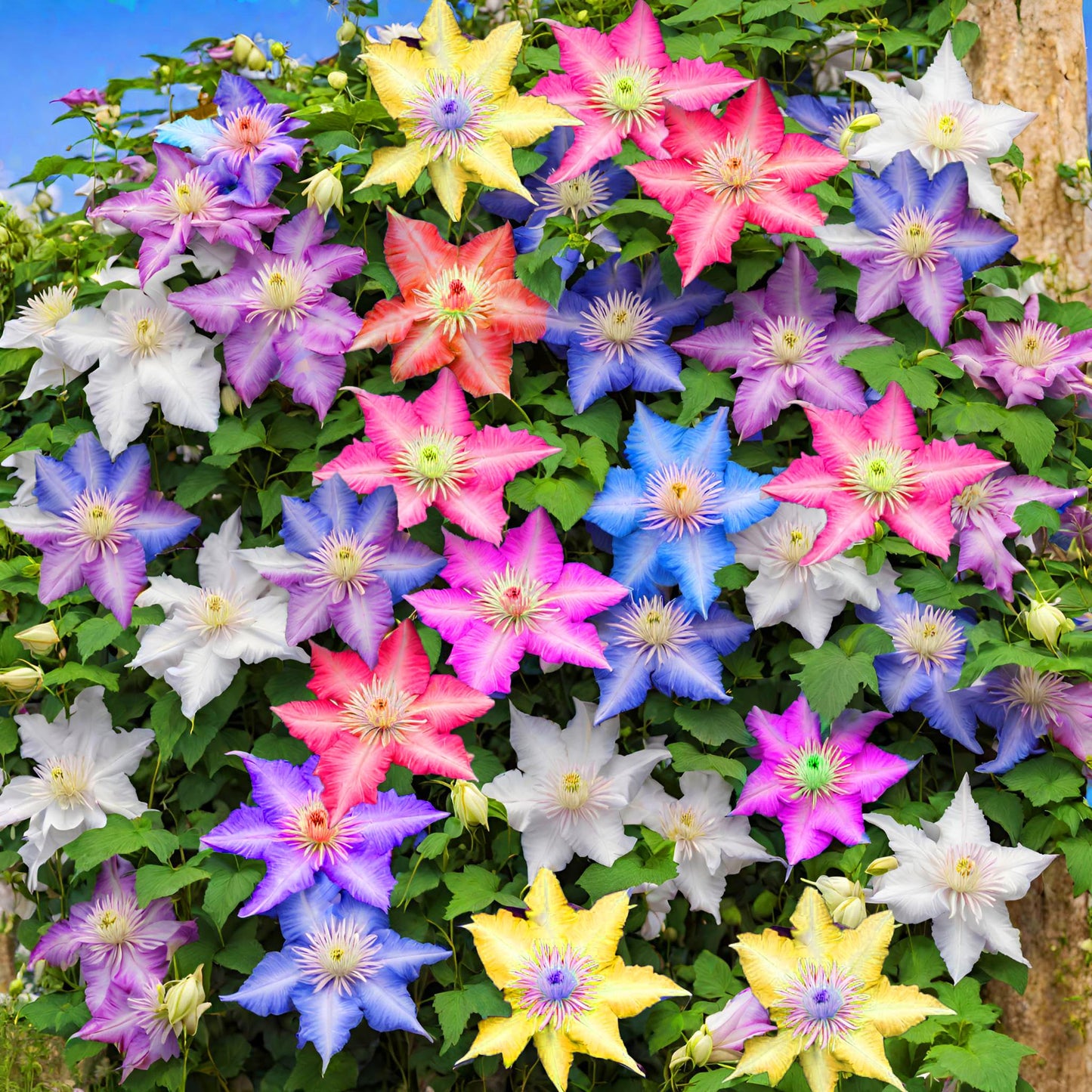 Mixed Clematis Seeds Flower Vine Perennial Flower 20 Pcs Seeds