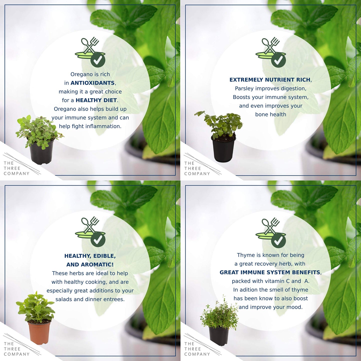 Live Aromatic and Edible Herb Assortment (Lemon Verbena, Eucalyptus, Mint, Lemon Balm, Other Assorted Herbs), 6 Plants Per Pack