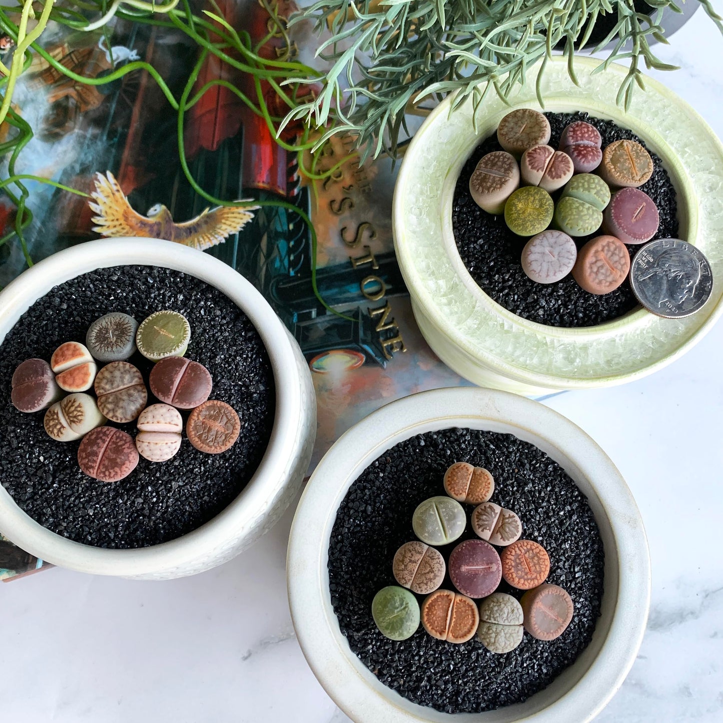 Lithops Large Random Mix Rare Live Succulent Plants, 10 Pcs Succulent Live Plant, Bare Root Without Pot & Soil, Indoor Office Desk Decoration, Friend Plant Lovers Gifts