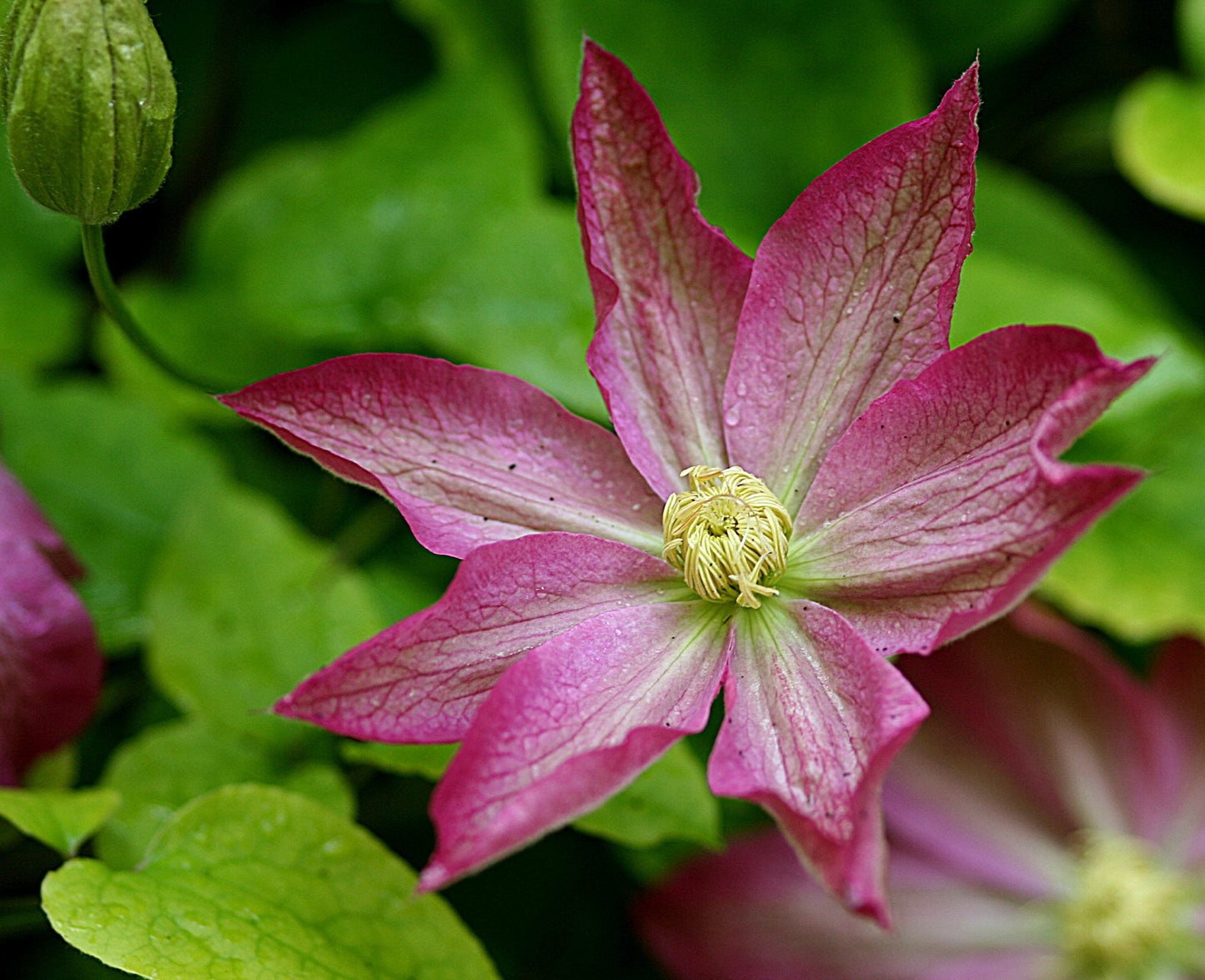 Asao Clematis - Live Plant in a 4 Inch Growers Pot - Clematis 'Asao' - Starter Plants Ready for The Garden - Bold and Beautiful Pink Flowering Vine