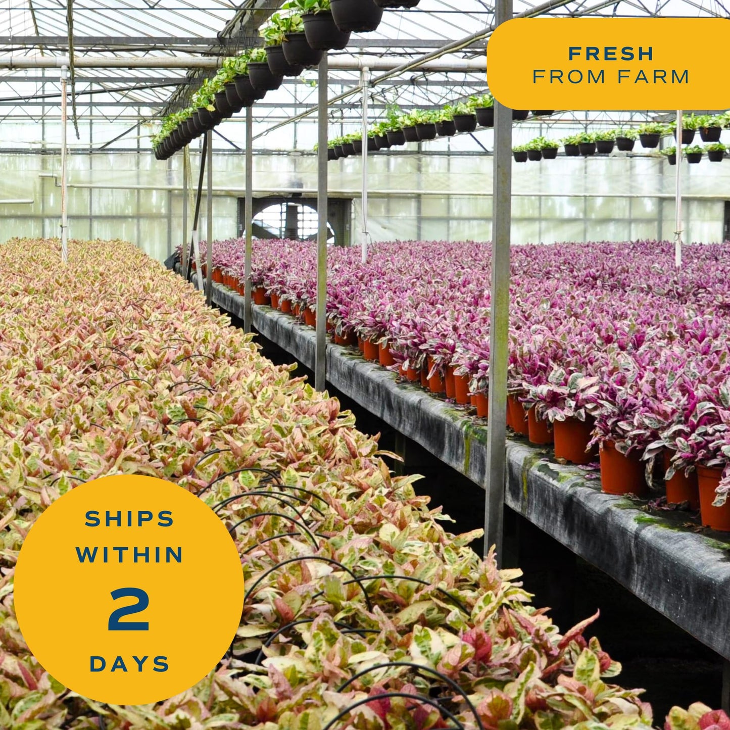 Costa Farms Money Tree Live Plant, Easy to Grow Houseplant Potted in Indoor Garden Pot, Pachira Bonsai in Potting Soil, Gift for Birthday, Housewarming, Thank You, Office and Home Decor, 3-4 Feet Tall