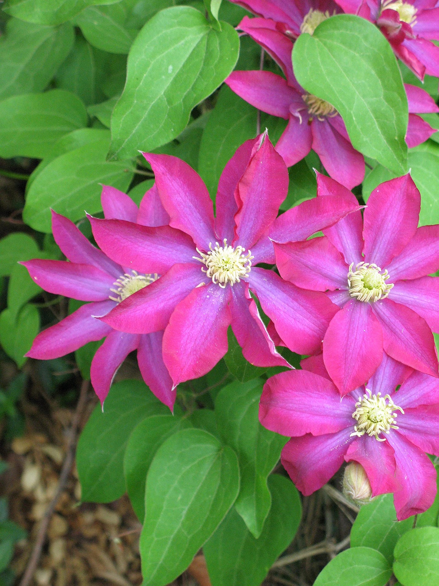 Clematis Pink Champagne - Live Plant in a 4 Inch Growers Pot - Clematis x 'Kakio' - Starter Plants Ready for The Garden - Beautiful Deep Pink Flowering Vine
