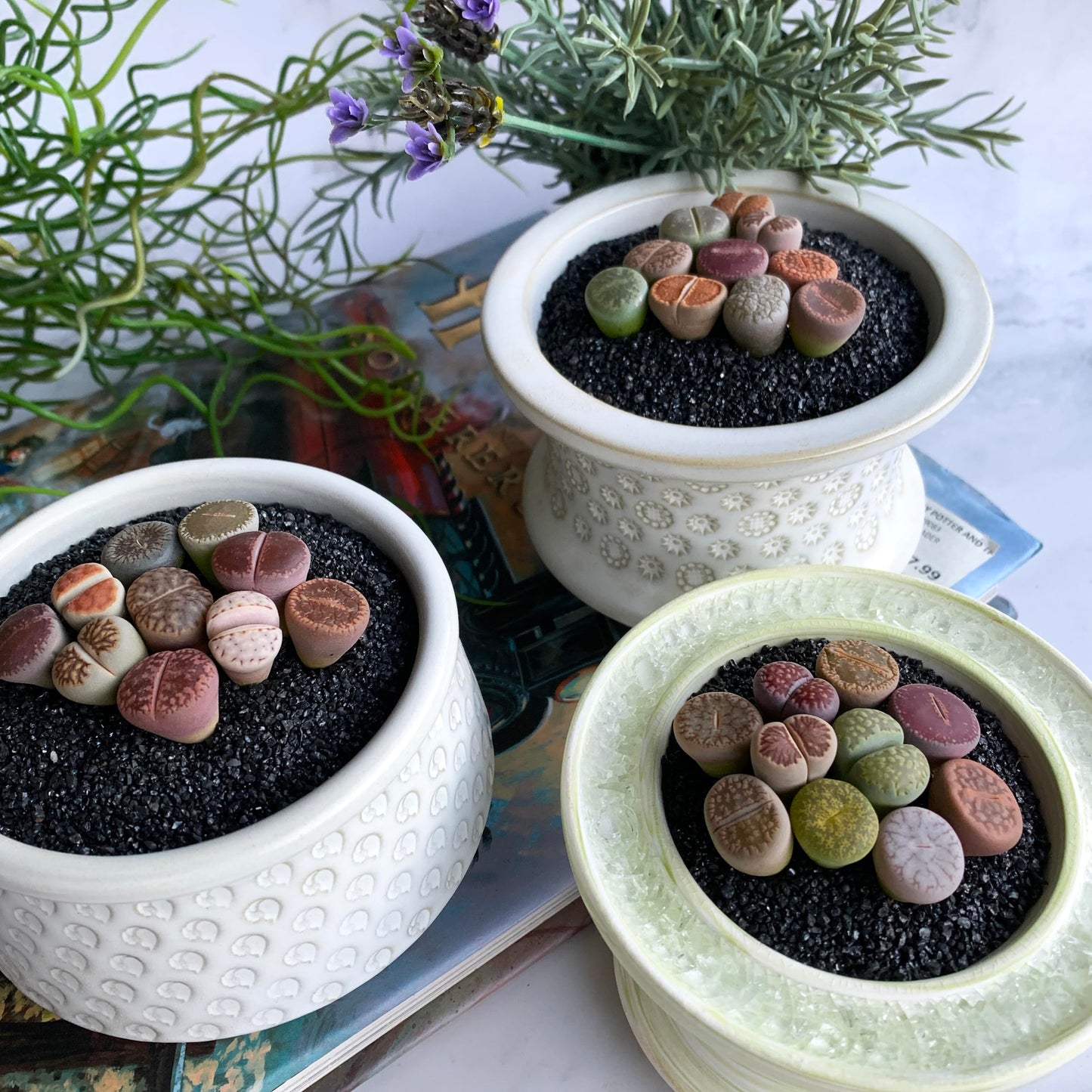 Lithops Large Random Mix Rare Live Succulent Plants, 10 Pcs Succulent Live Plant, Bare Root Without Pot & Soil, Indoor Office Desk Decoration, Friend Plant Lovers Gifts